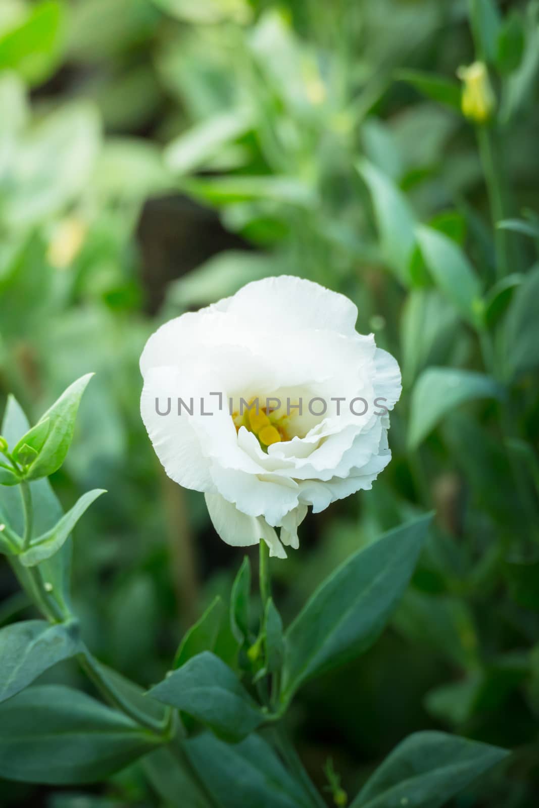 The background image of the colorful flowers, background nature