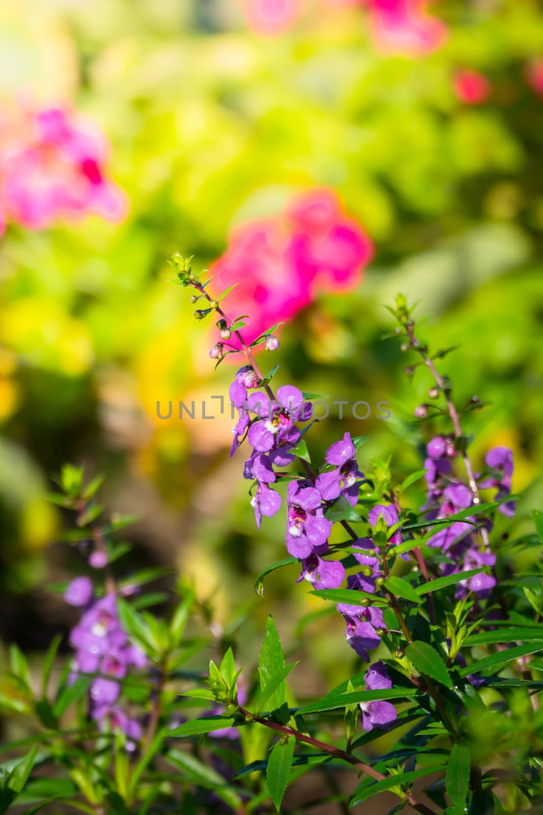 The background image of the colorful flowers, background nature