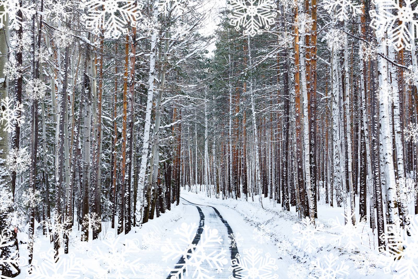 Road in winter forest. Snowcovered trees