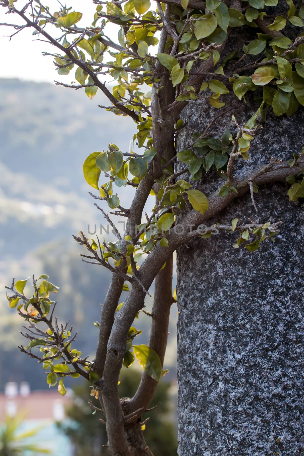 Close up of a bougainvillea plant curling in a pillar.