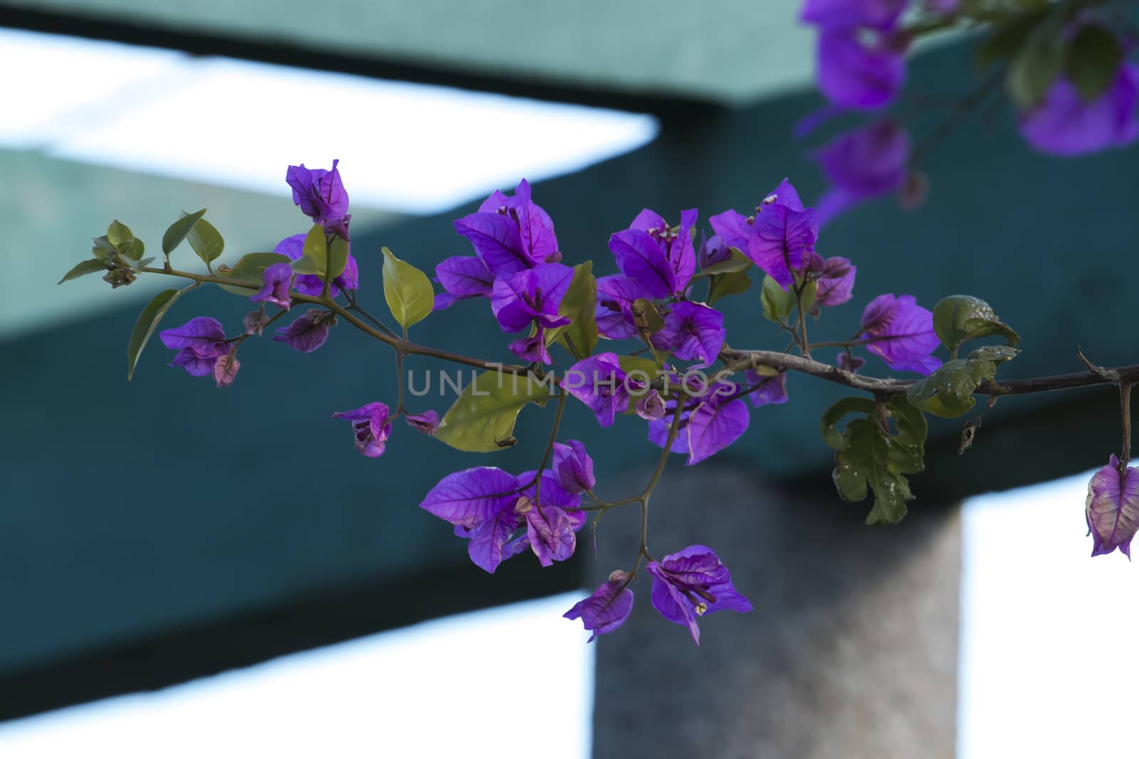 Close up of a beautiful purple bougainvillea plant branch.