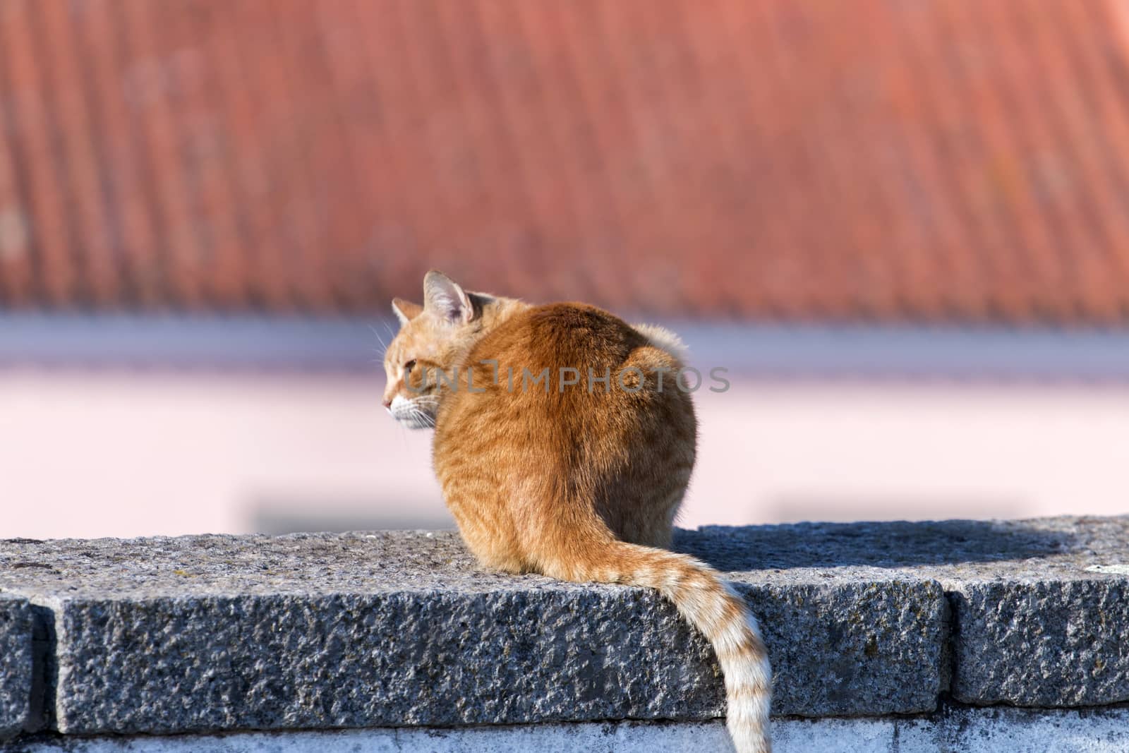 View of a yellow cat in the streets warming in the sun.