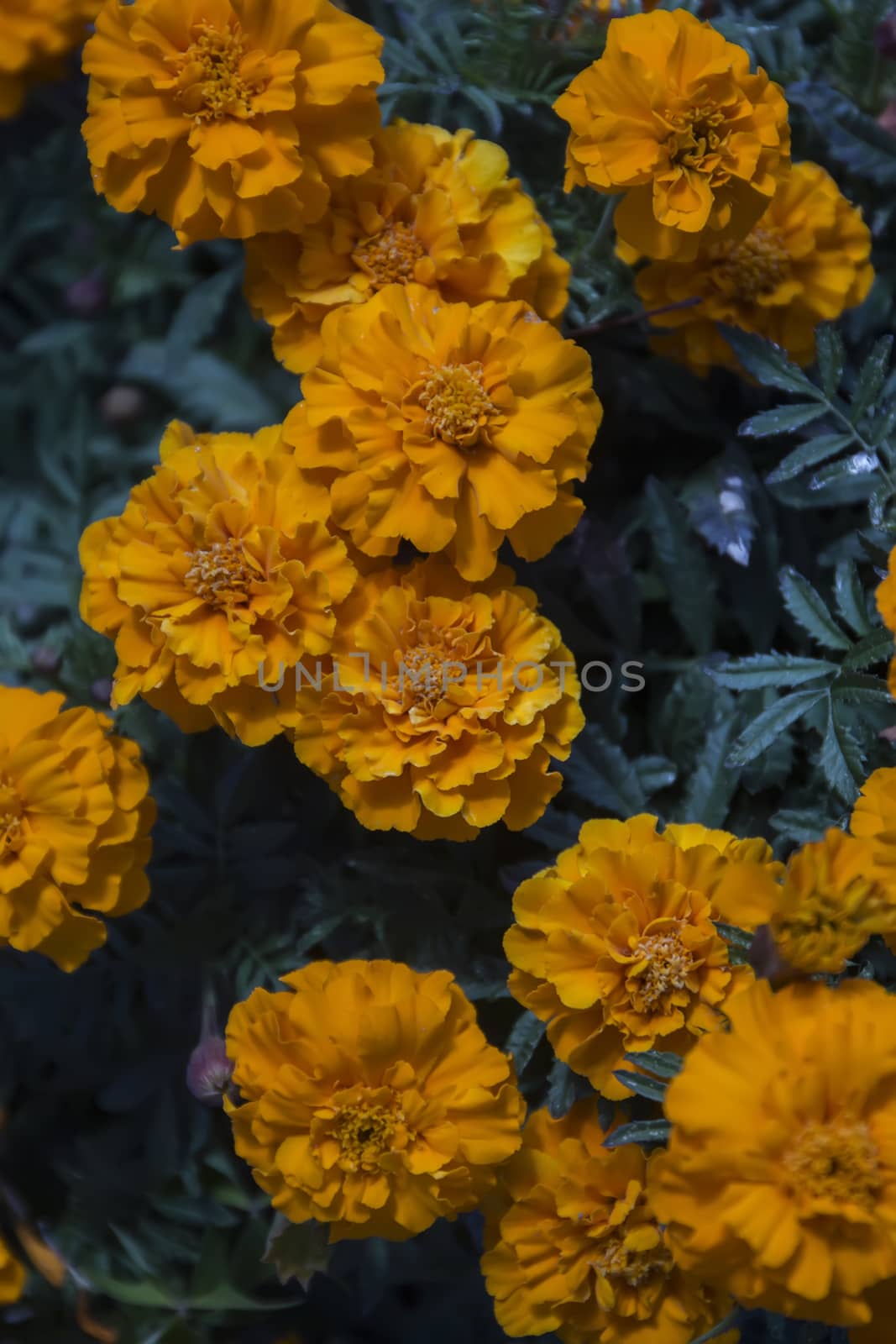 Close up view of beautiful yellow marigold flowers.