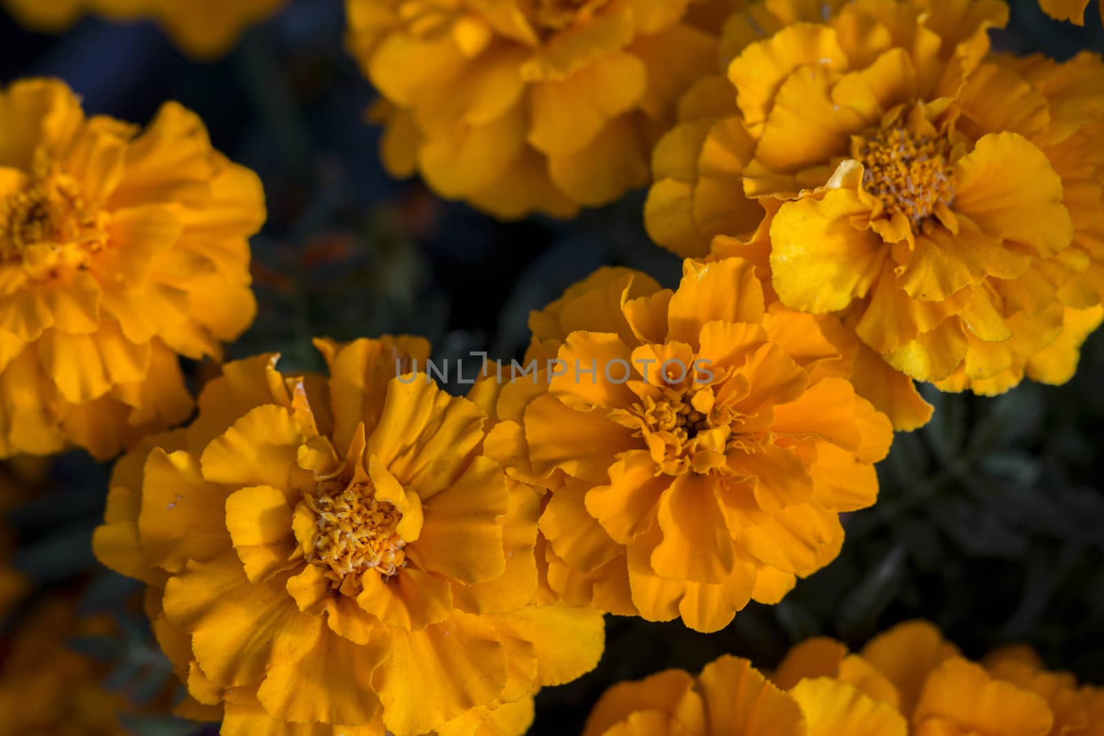 Close up view of beautiful yellow marigold flowers.