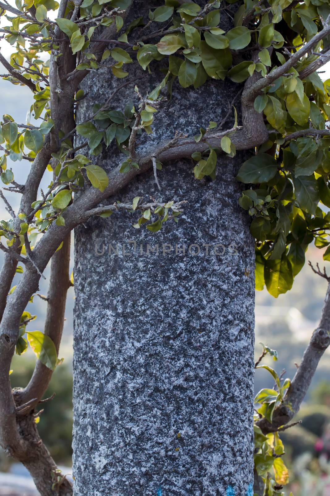 Close up of a bougainvillea plant curling in a pillar.