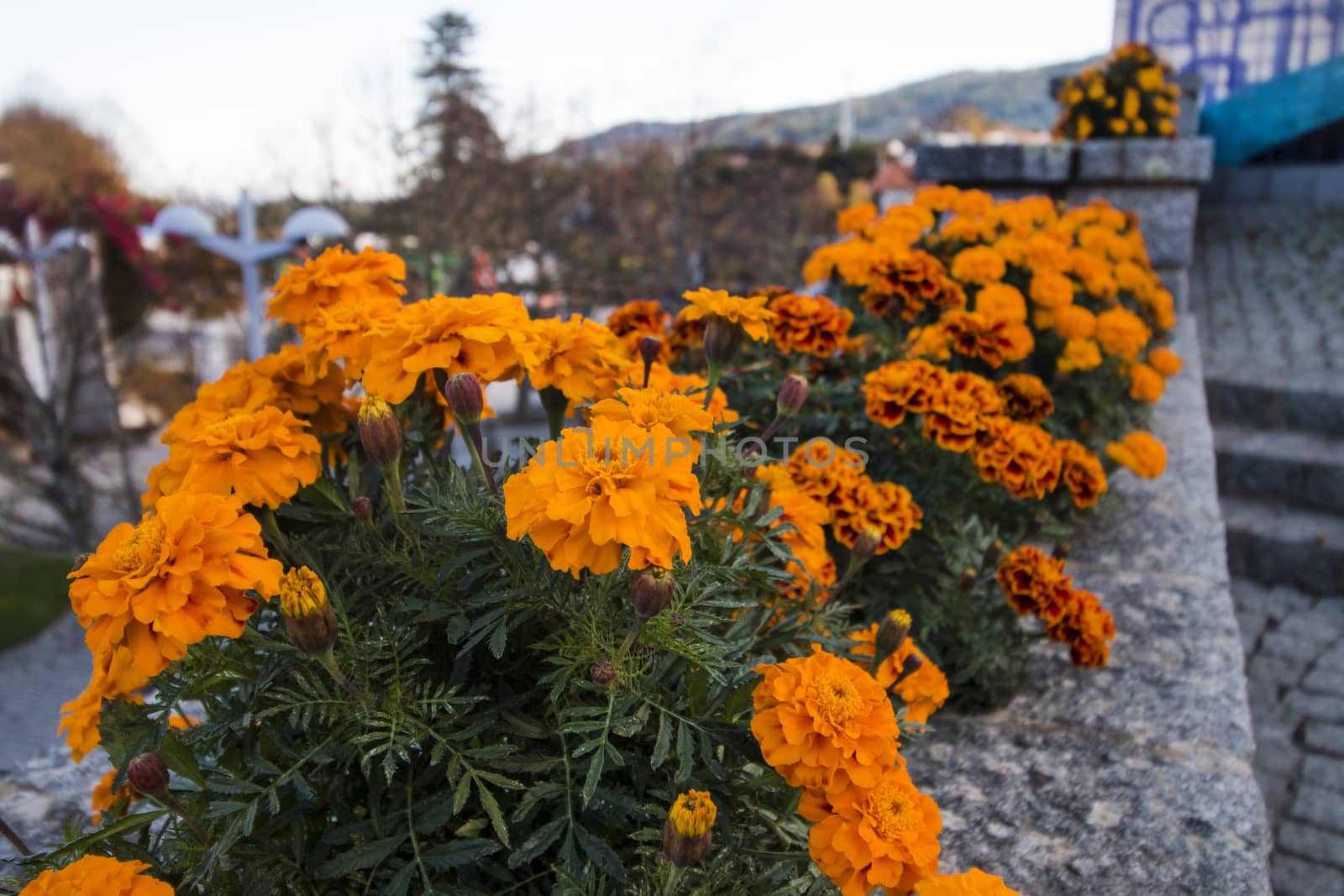 Close up view of beautiful yellow marigold flowers.