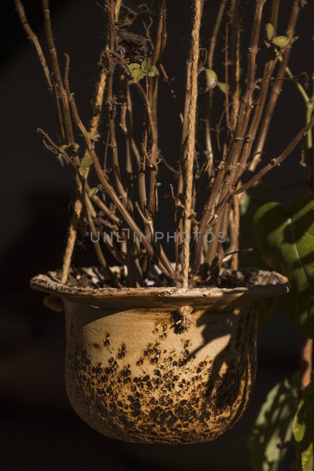 Curious ceramic flower pot on a garden.