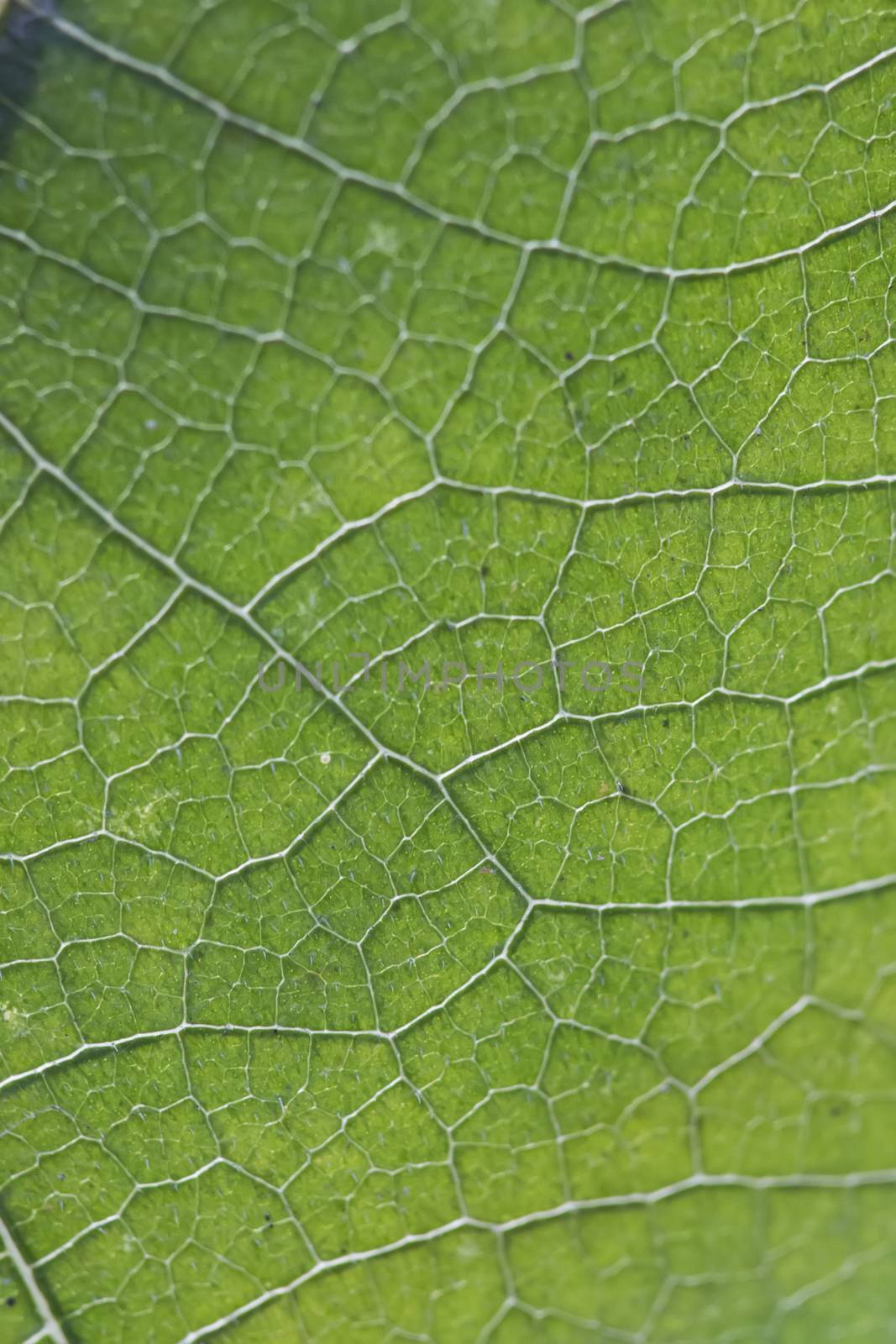 Close up macro view of veins of green leaf.