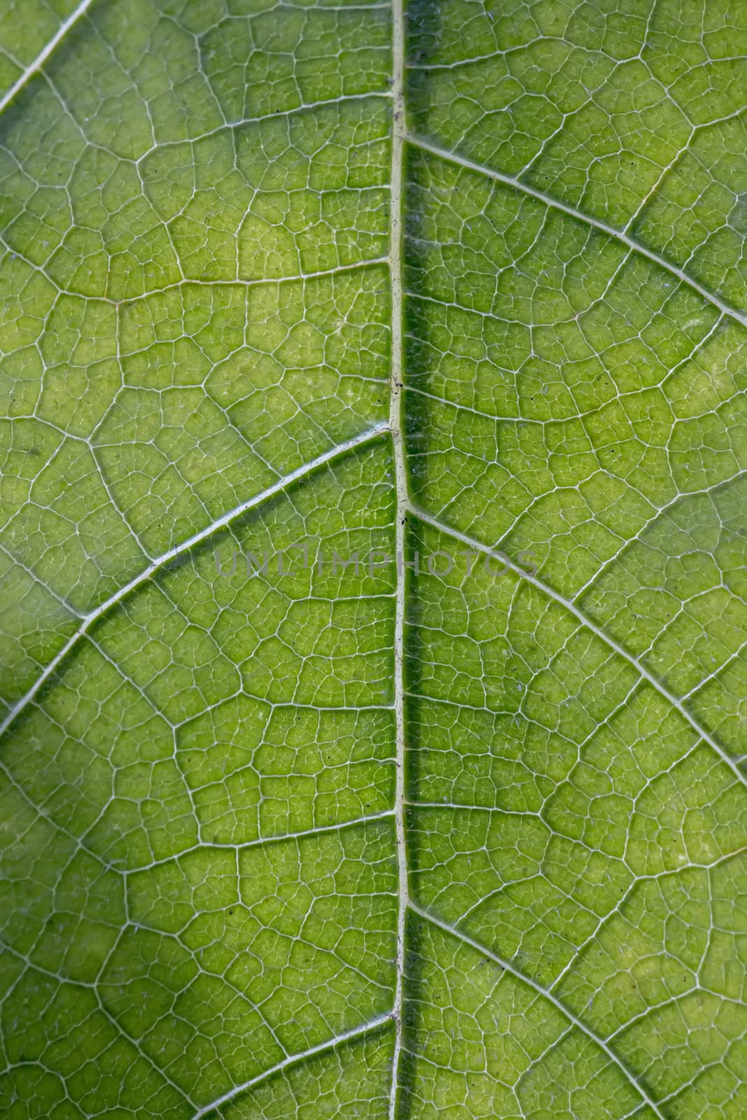 Close up macro view of veins of green leaf.