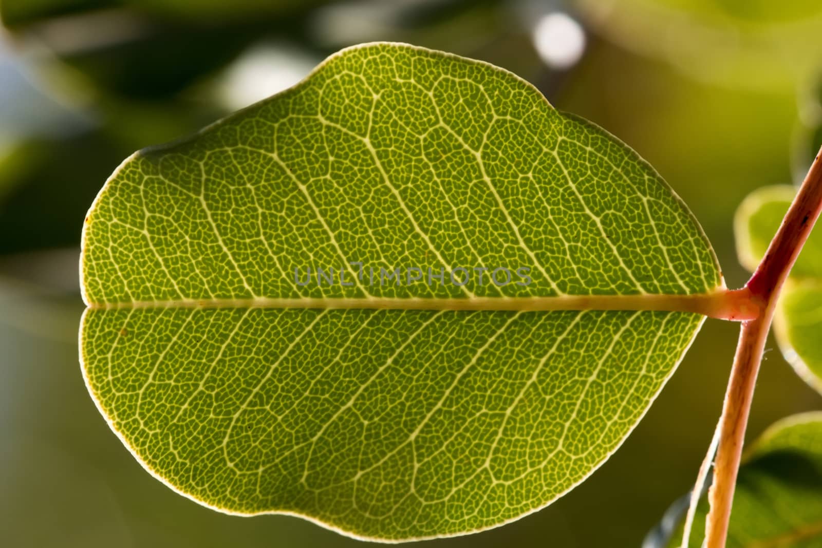 Close up macro view of veins of green leaf.