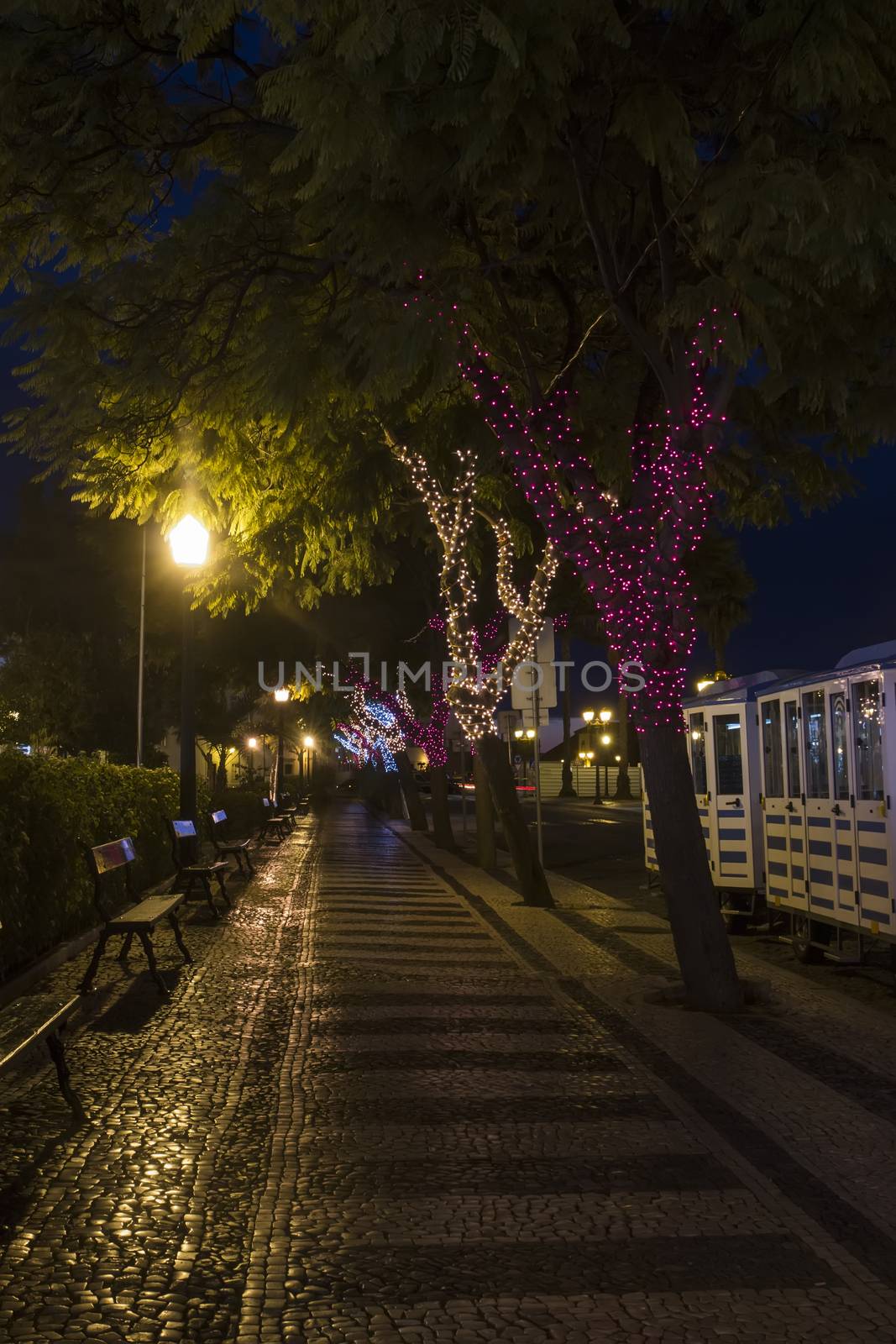 Beautiful view of christmas themed wrapped trees with colorful decorative lights.