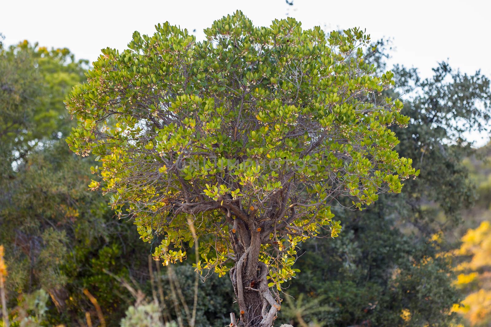 Close up view of an Strawberry Tree (Arbutus Unedo) tree.