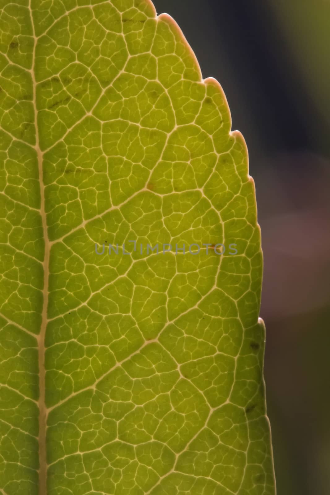 Close up macro view of veins of green leaf.