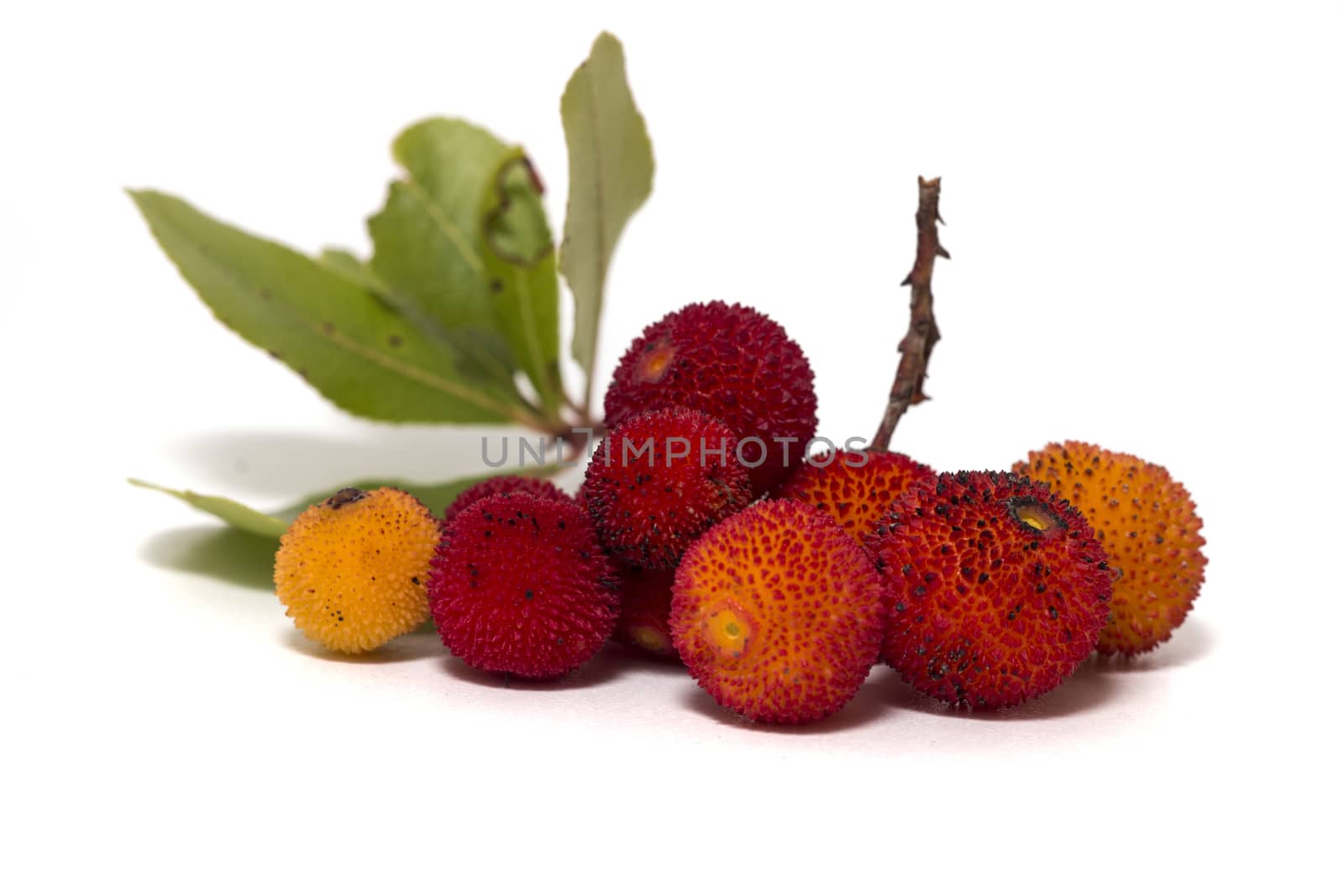 Close up view of strawberry tree (Arbutus Unedo) fruit isolated in white background.