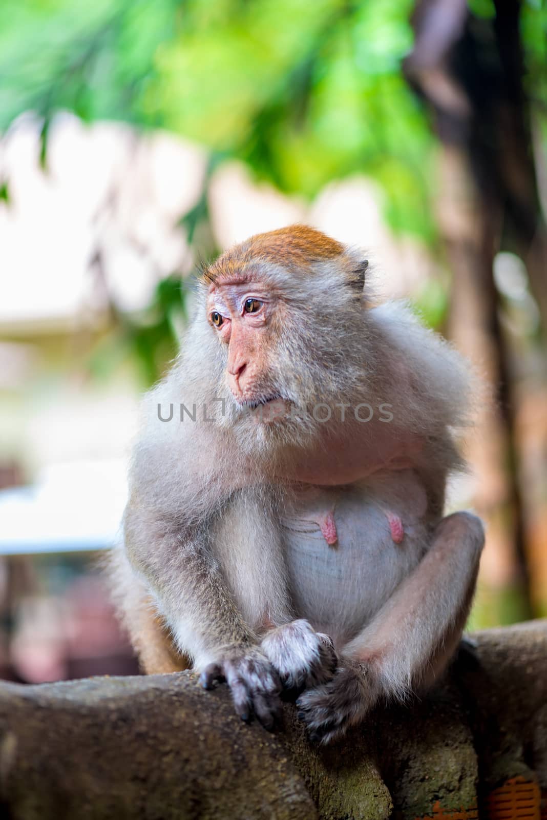 Portrait of a female macaque at a fence in a park by kosmsos111