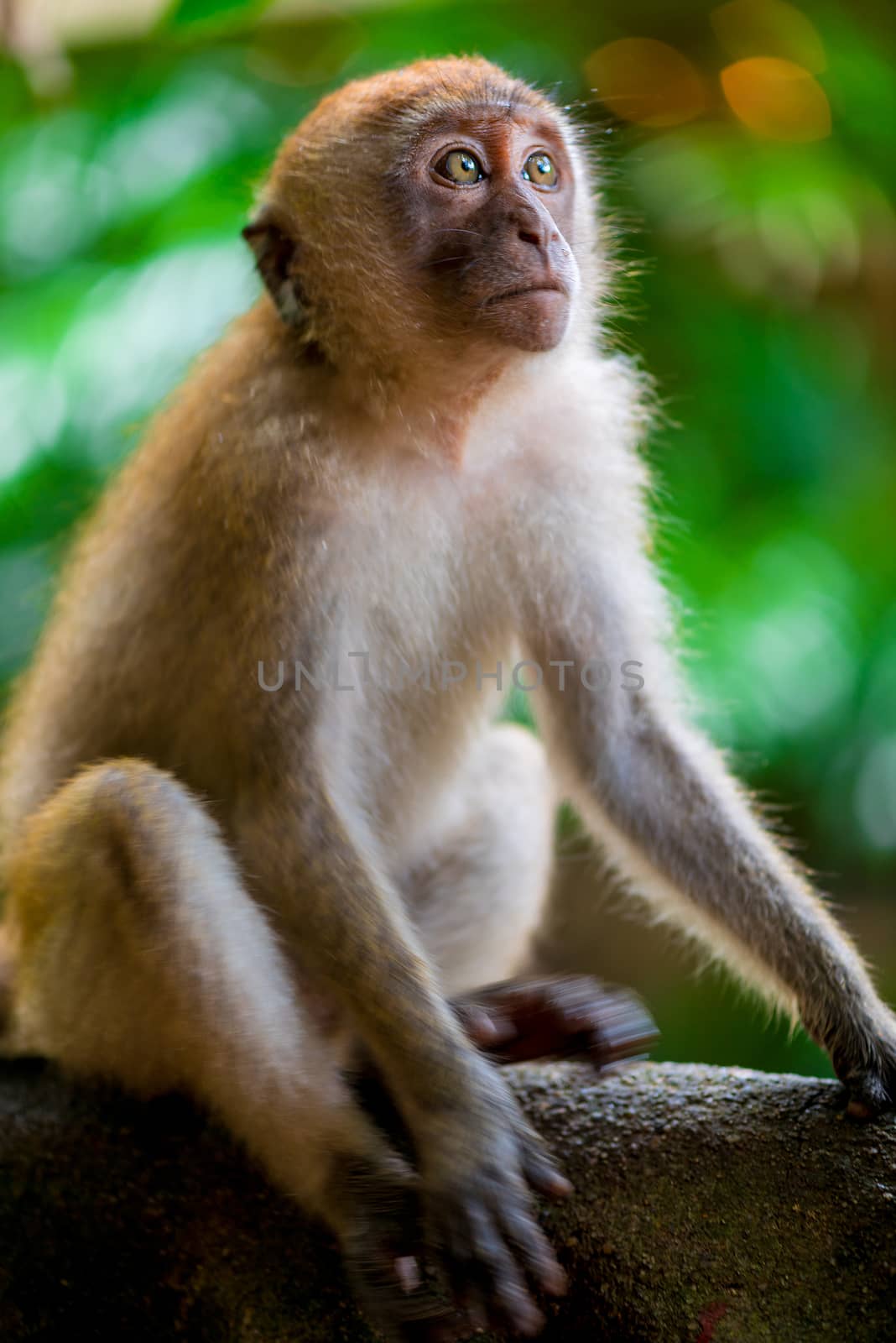 Monkey sits on a tree and looks up, photo in nature