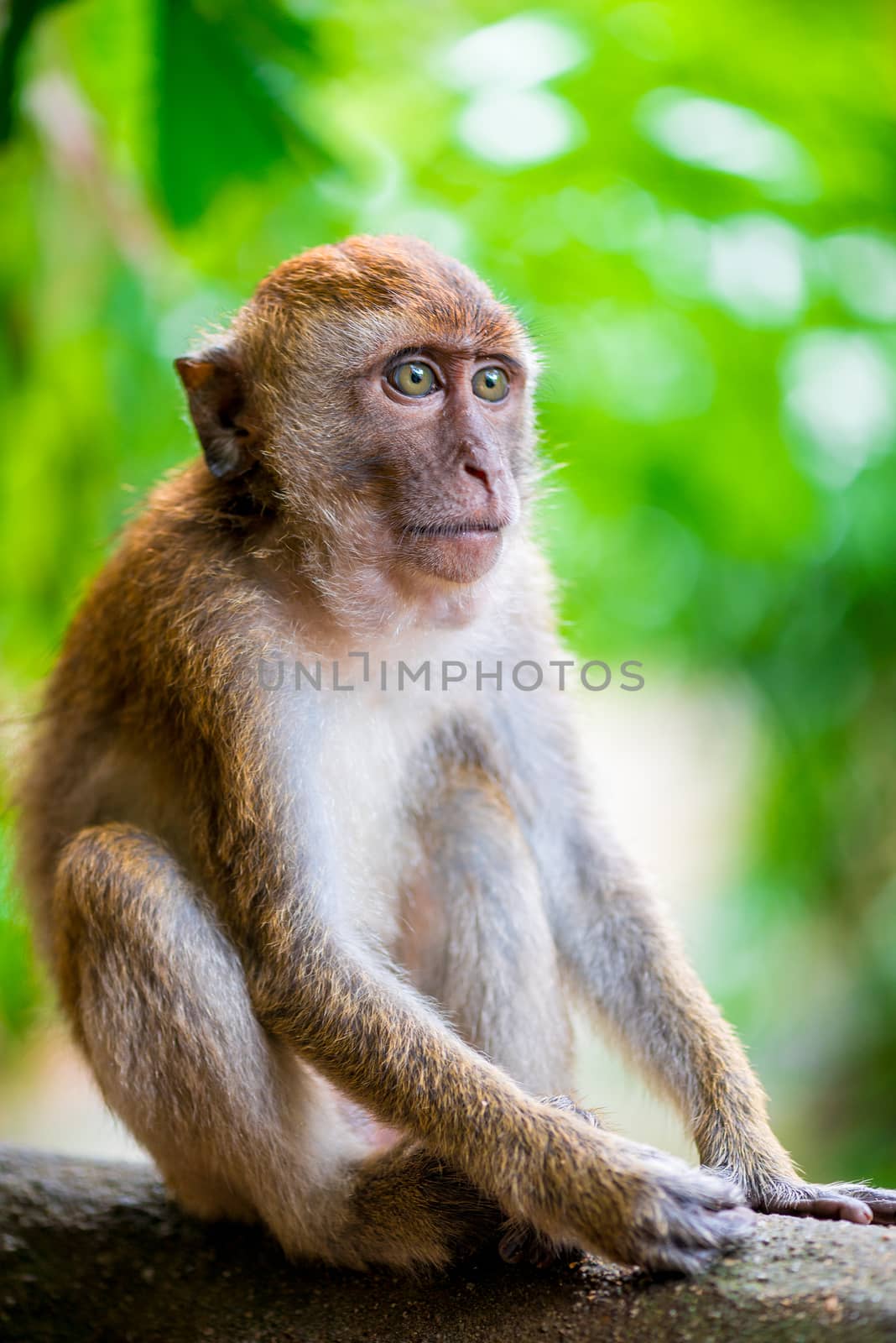 Beautiful monkey sitting in a park on a tree branch