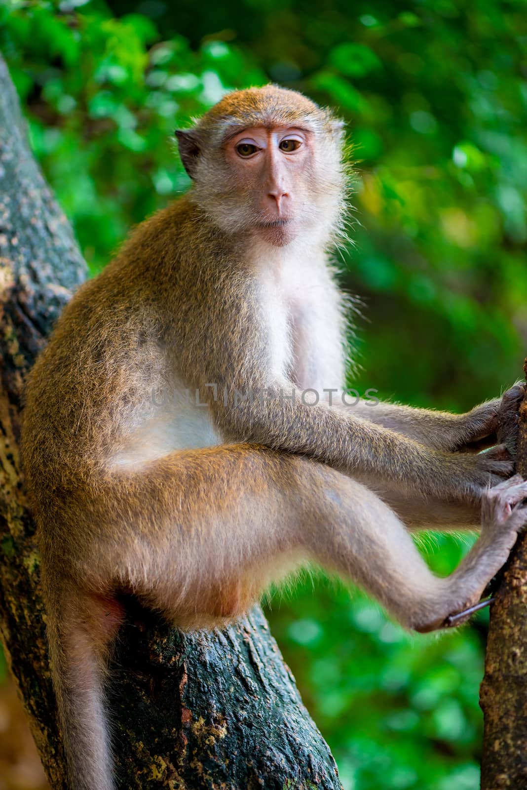 Pensive monkey sits on a tree branch in nature by kosmsos111