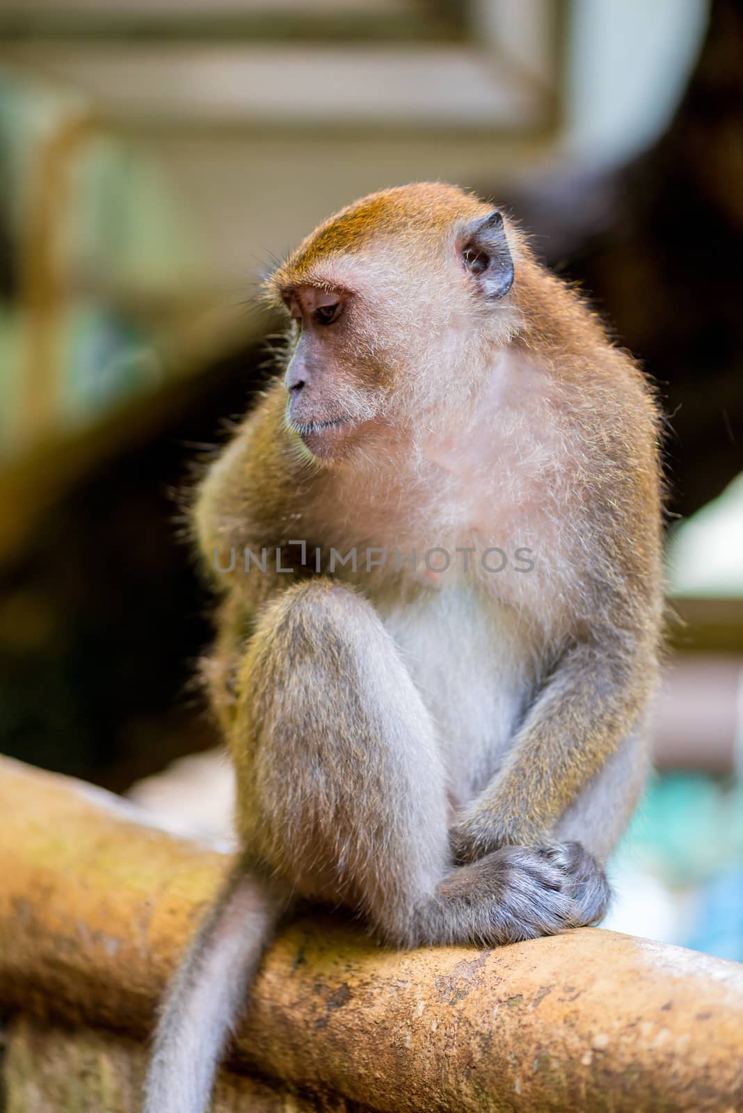 Monkey sitting on fence in nature in park by kosmsos111