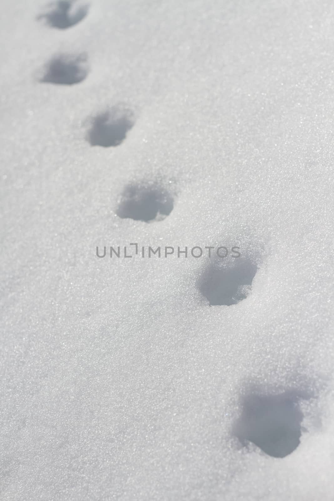 Steps in snow
