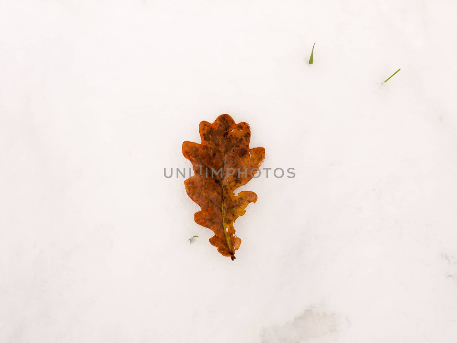 single brown close up fallen oak leaf whole on white snow background floor nature; essex; england; uk