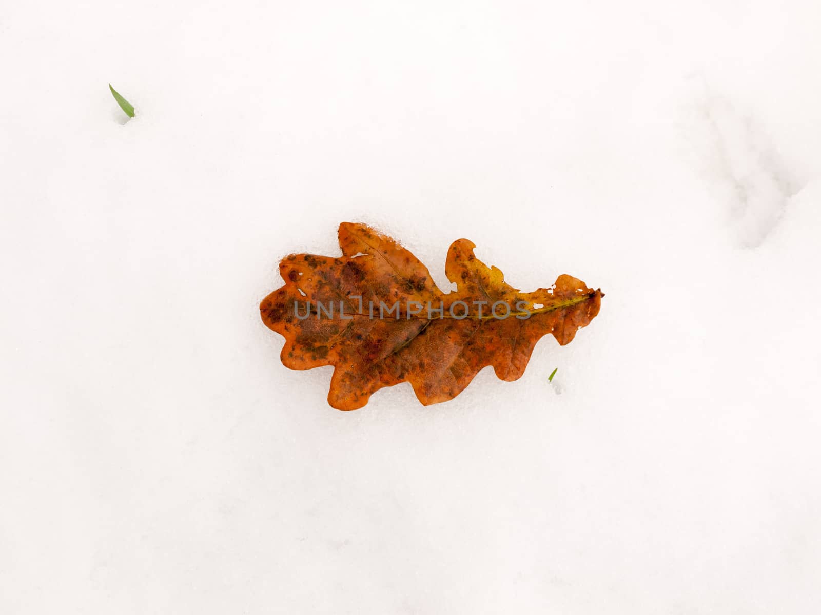 single brown close up fallen oak leaf whole on white snow backgr by callumrc