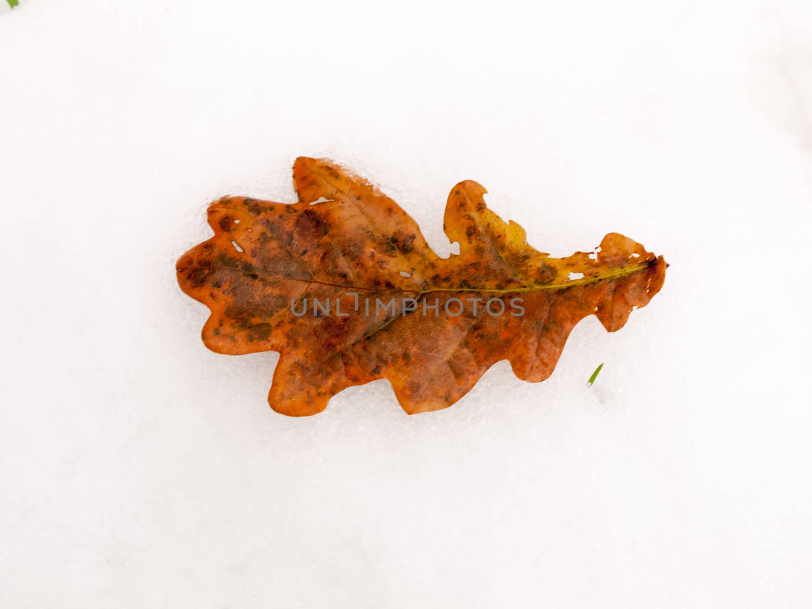 single brown close up fallen oak leaf whole on white snow backgr by callumrc