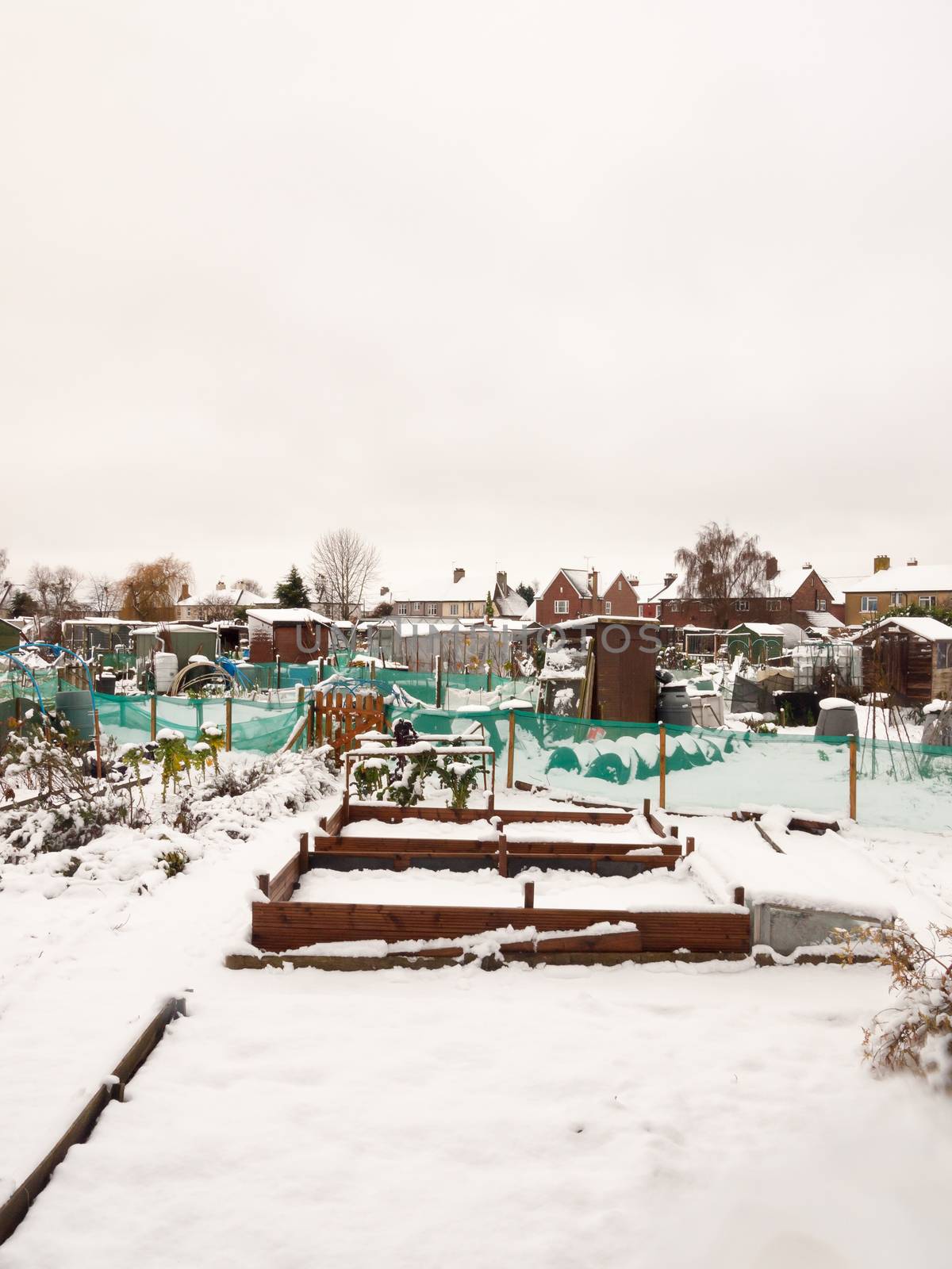view of allotment covered in snow in winter; essex; england; uk