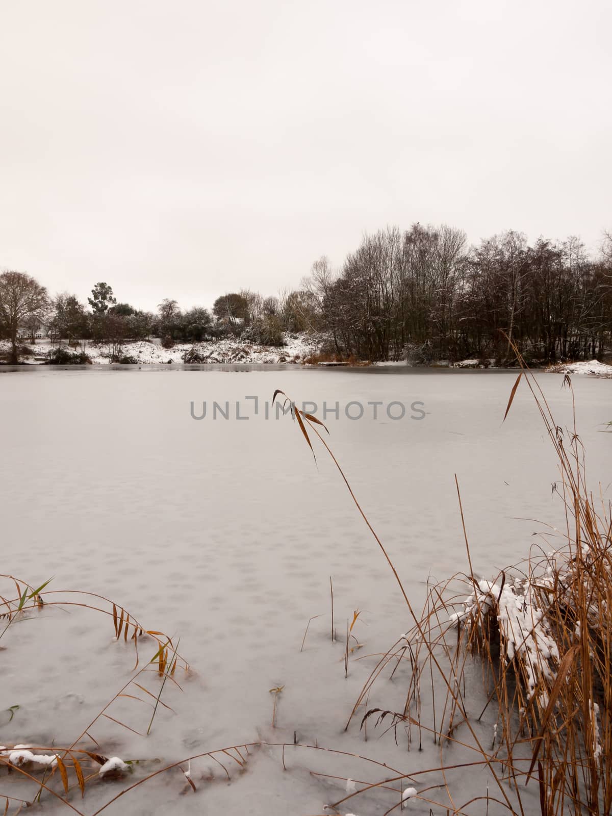 frozen over winter lake december outside country trees by callumrc