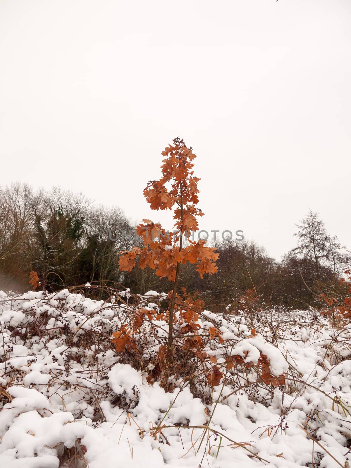 red brown dead tree leafs winter autumn december with snow around; essex; england; uk