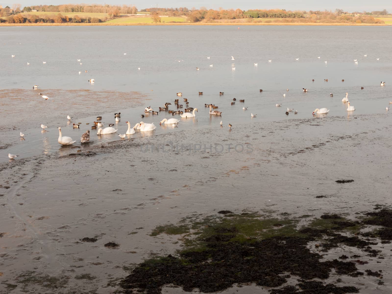 swans, geese, birds, ducks seaside animals tide out coast landsc by callumrc