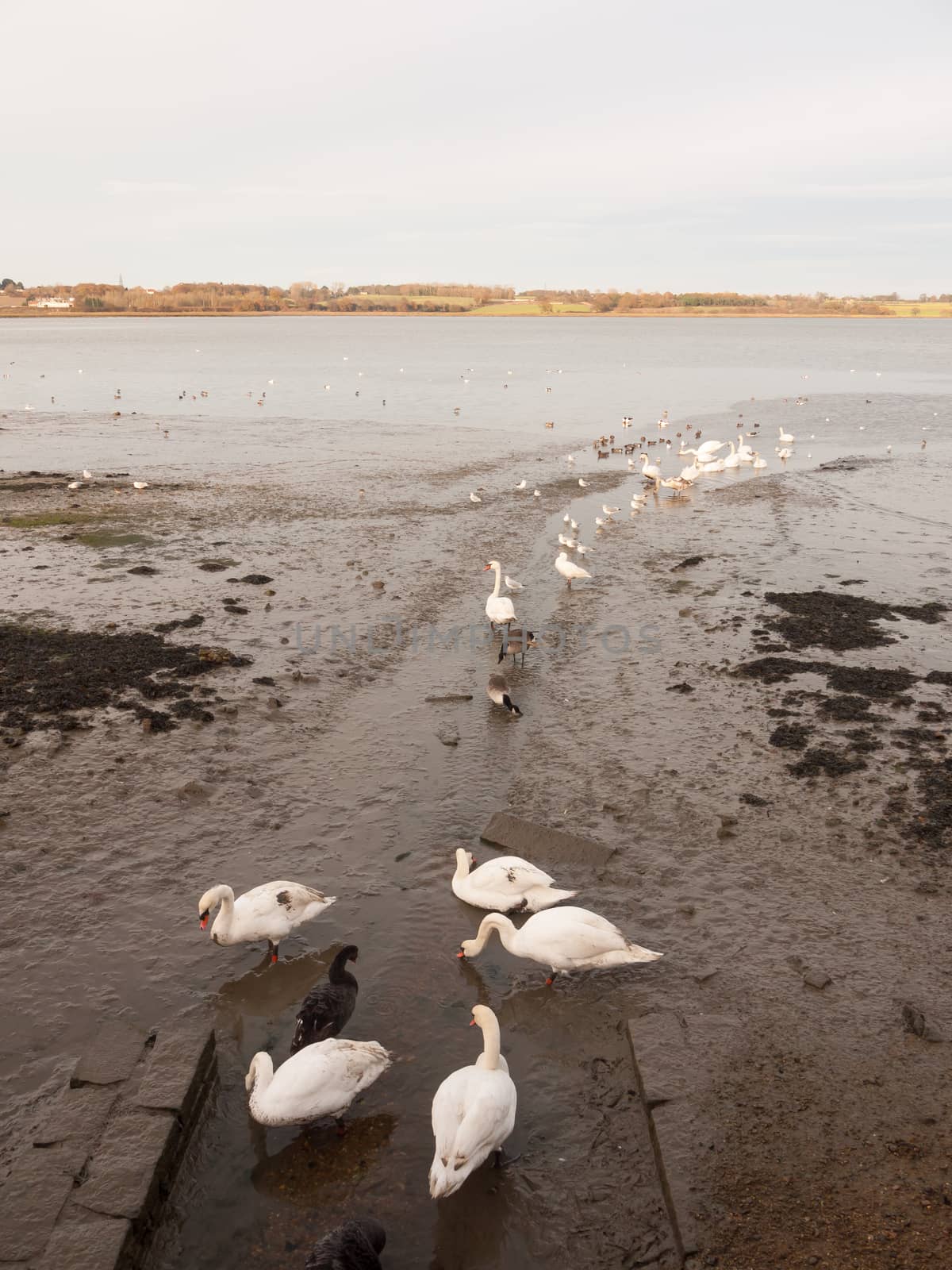 swans, geese, birds, ducks seaside animals tide out coast landscape sand mud mudflat; essex; england; uk