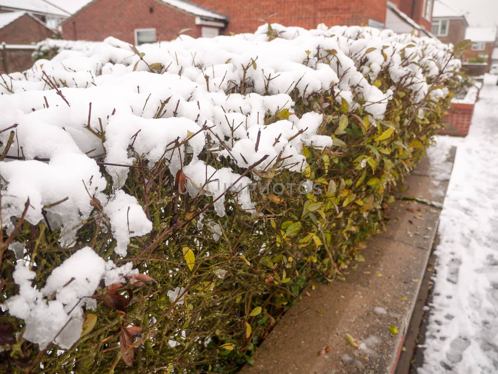 snow on top of hedge green plants behind wall winter by callumrc
