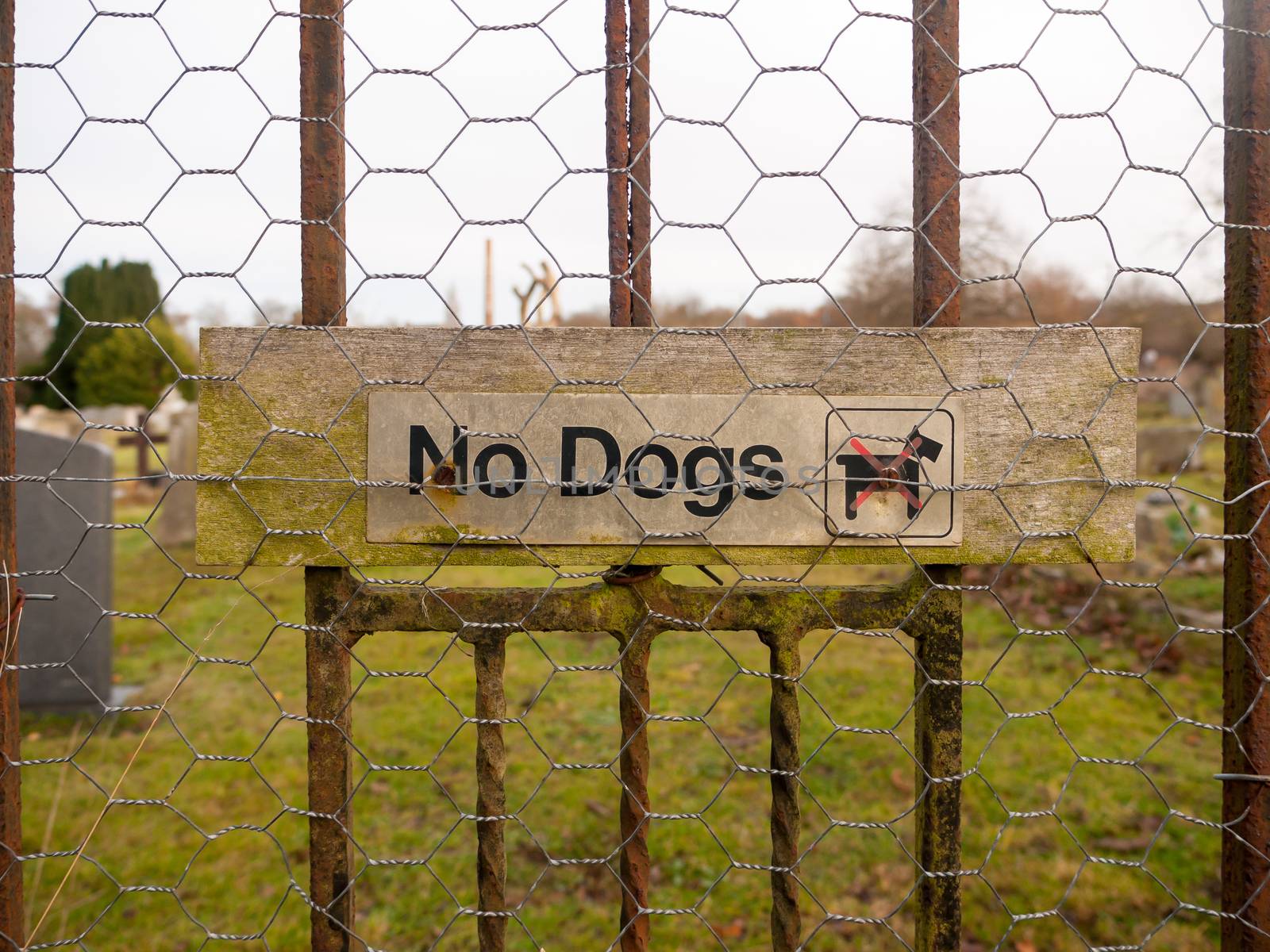 old weathered no dogs sign on metal fence by callumrc