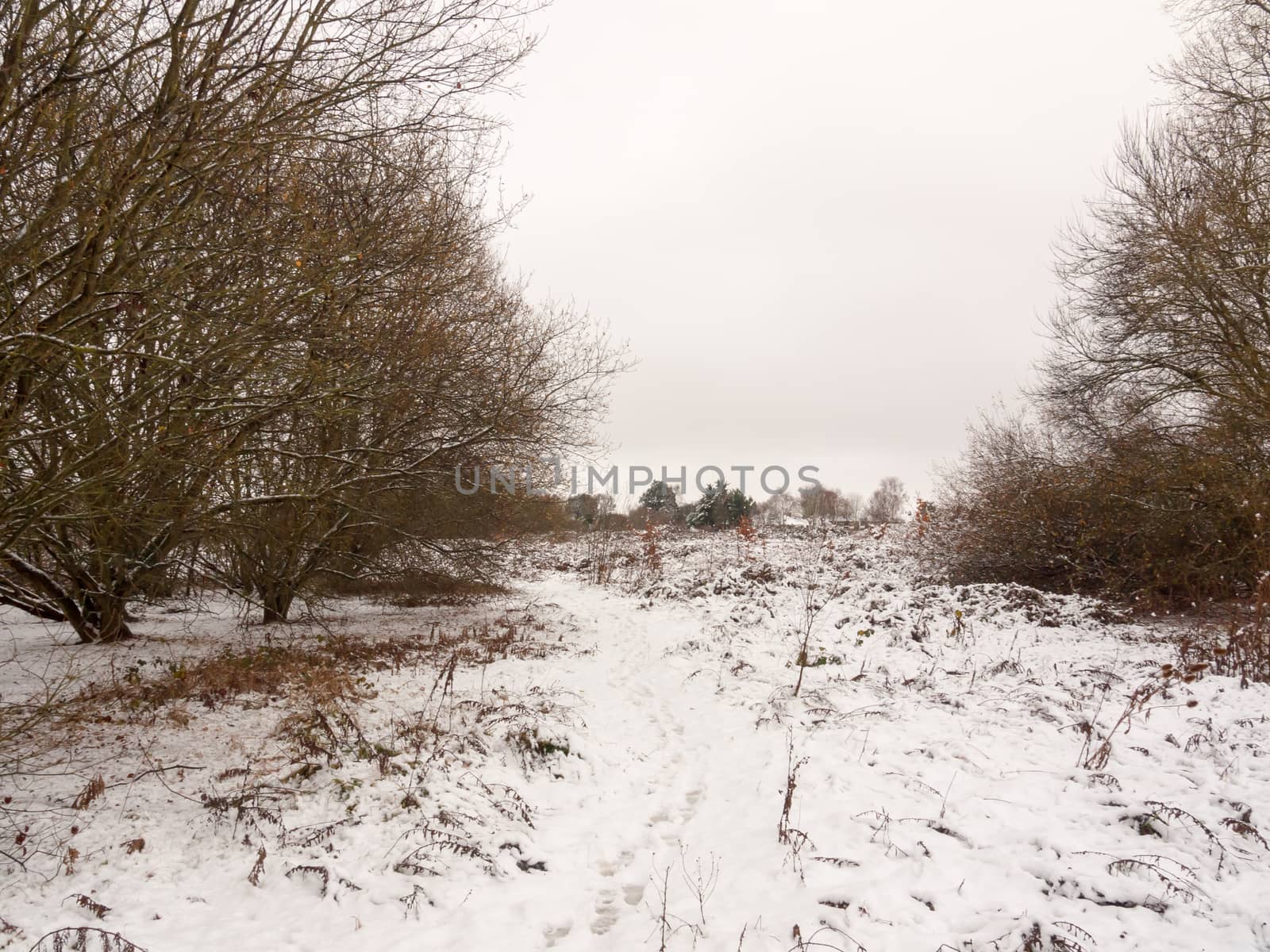 winter country meadow landscape snow covered trees; essex; england; uk