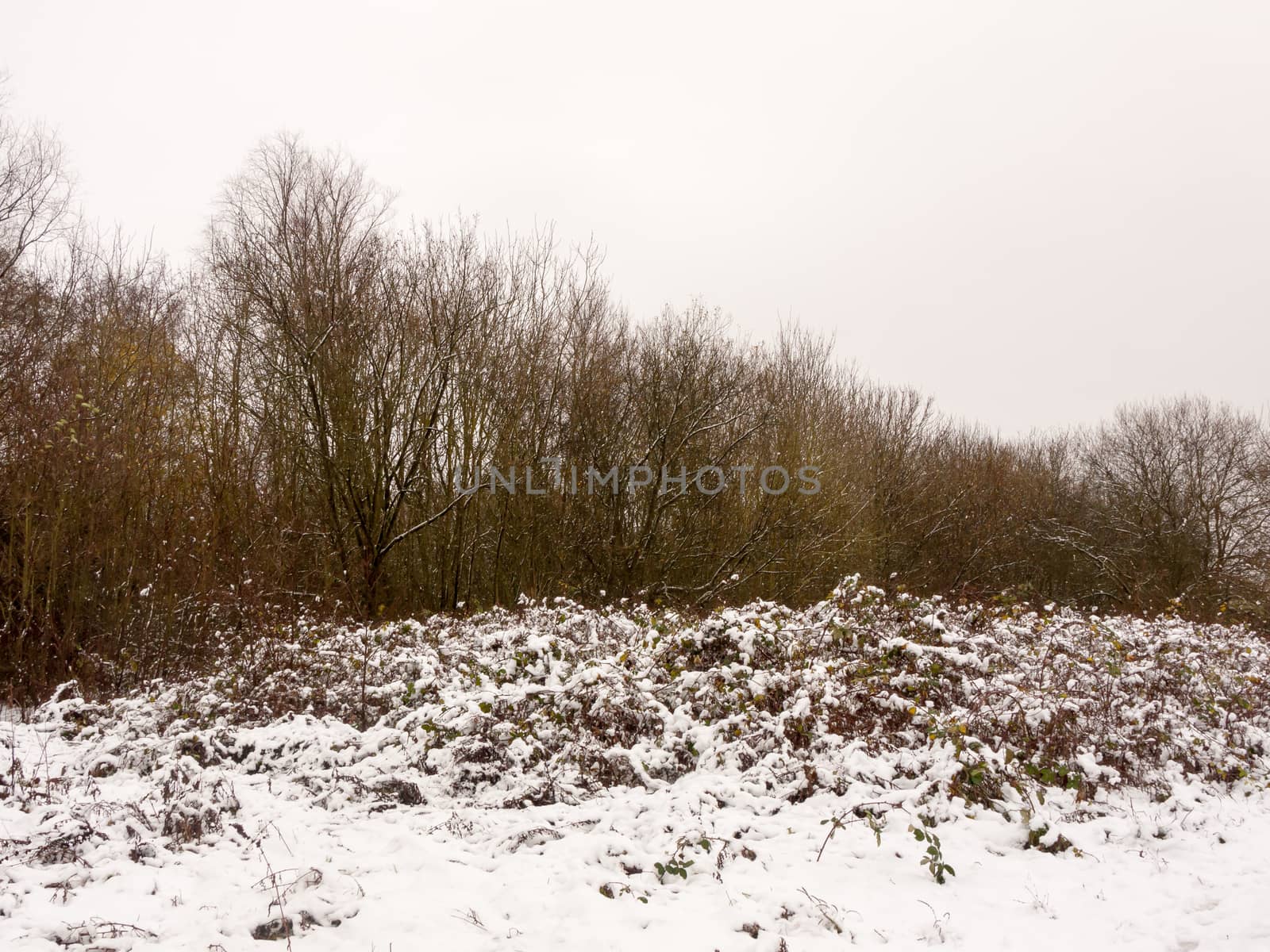 bare tree branches winter scene nature landscape outside snow; essex; england; uk