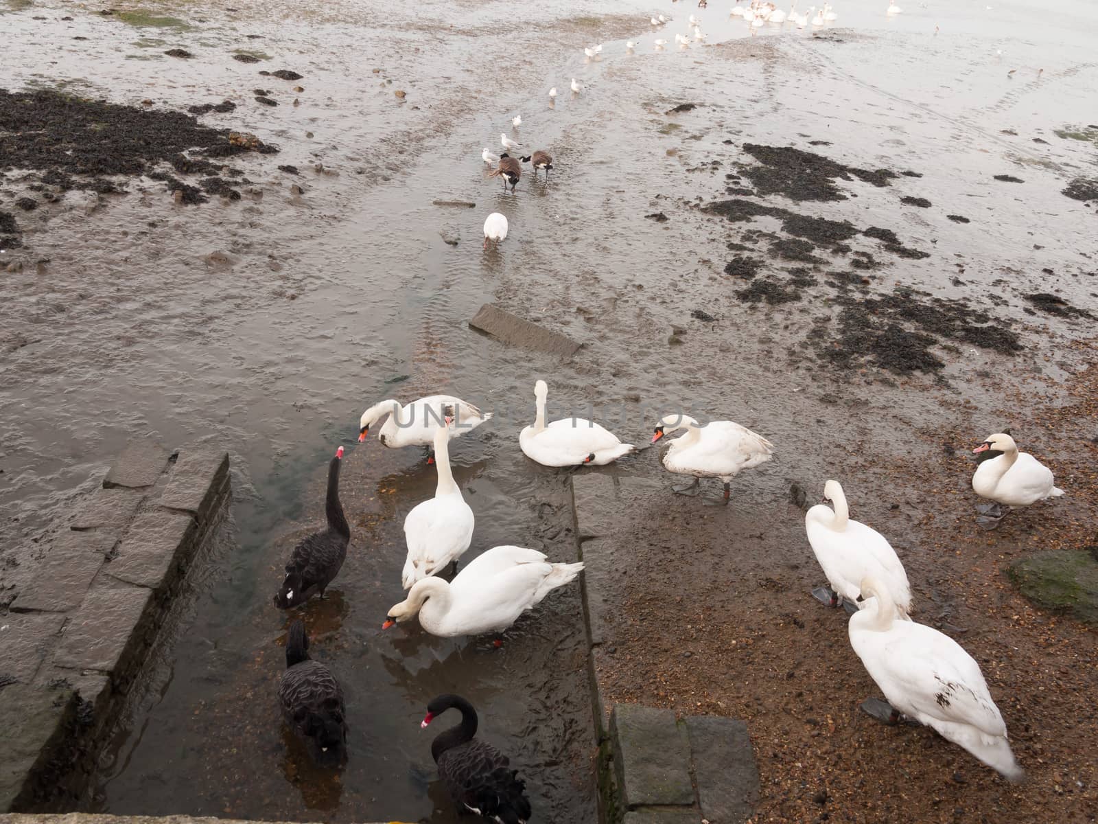 swans, geese, birds, ducks seaside animals tide out coast landscape sand mud mudflat; essex; england; uk