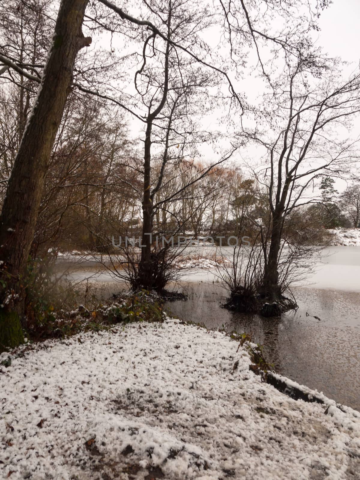 lakeside snow covered trees frozen lake scene winter december; essex; england; uk