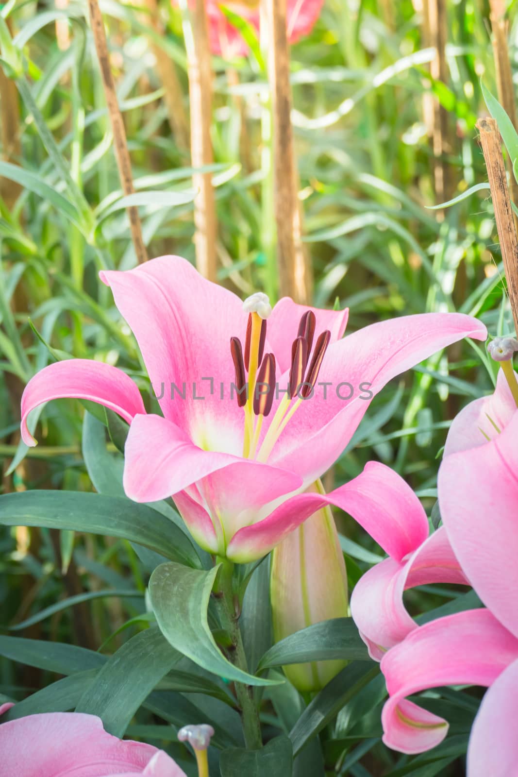 The background image of the colorful flowers, background nature