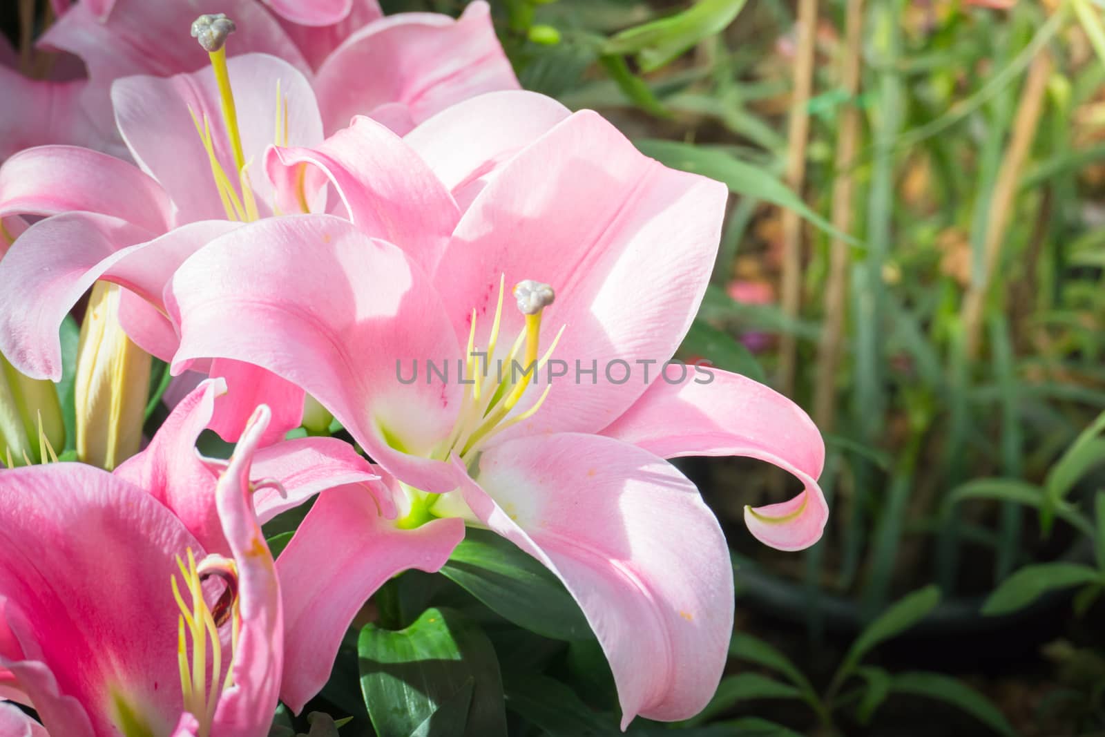 The background image of the colorful flowers, background nature