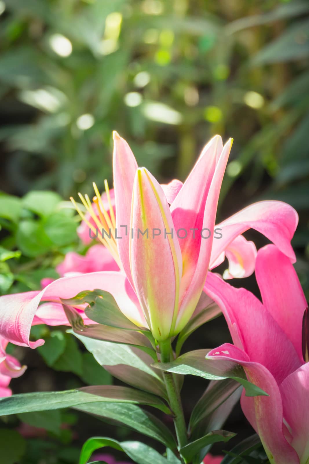 The background image of the colorful flowers, background nature