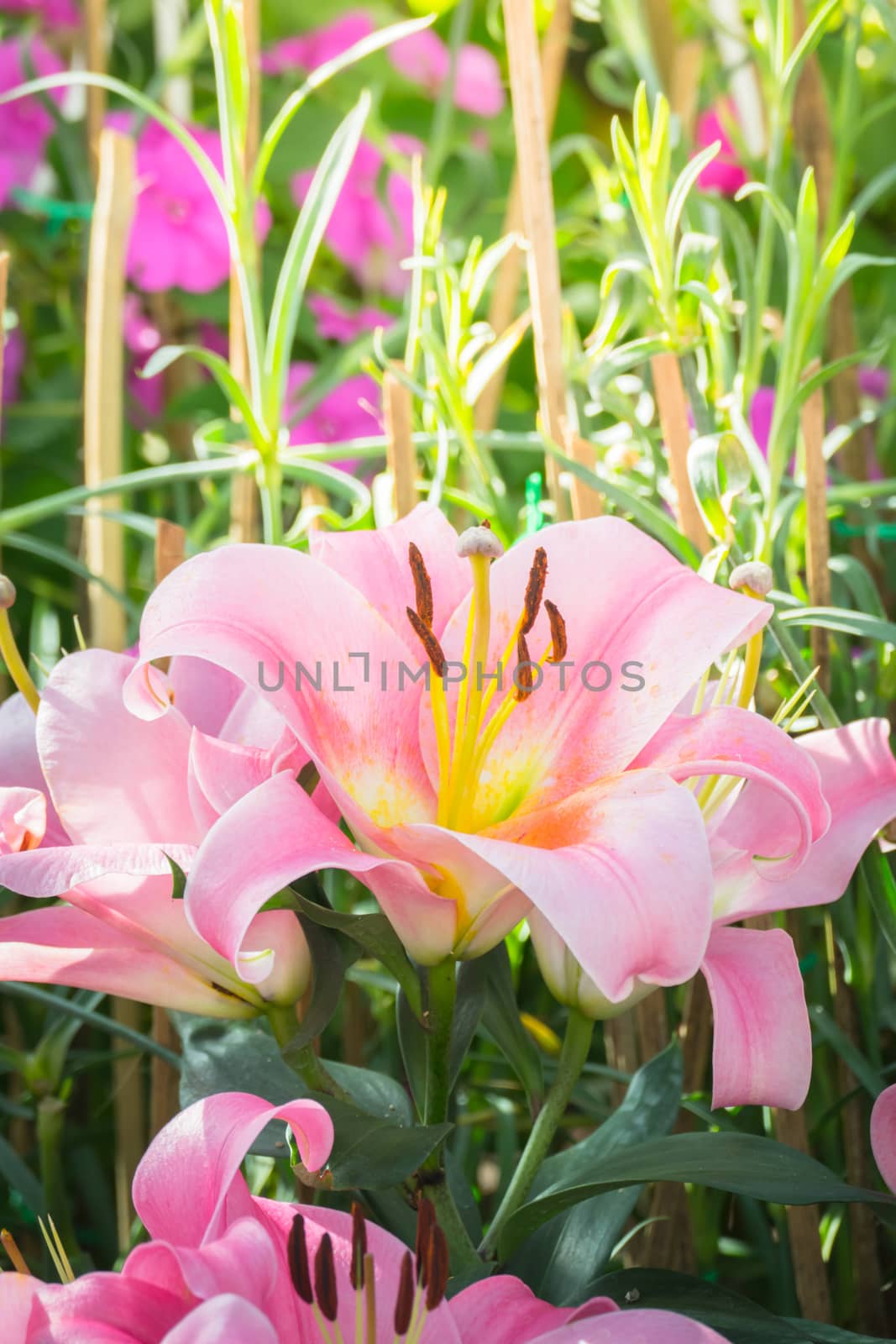 The background image of the colorful flowers, background nature