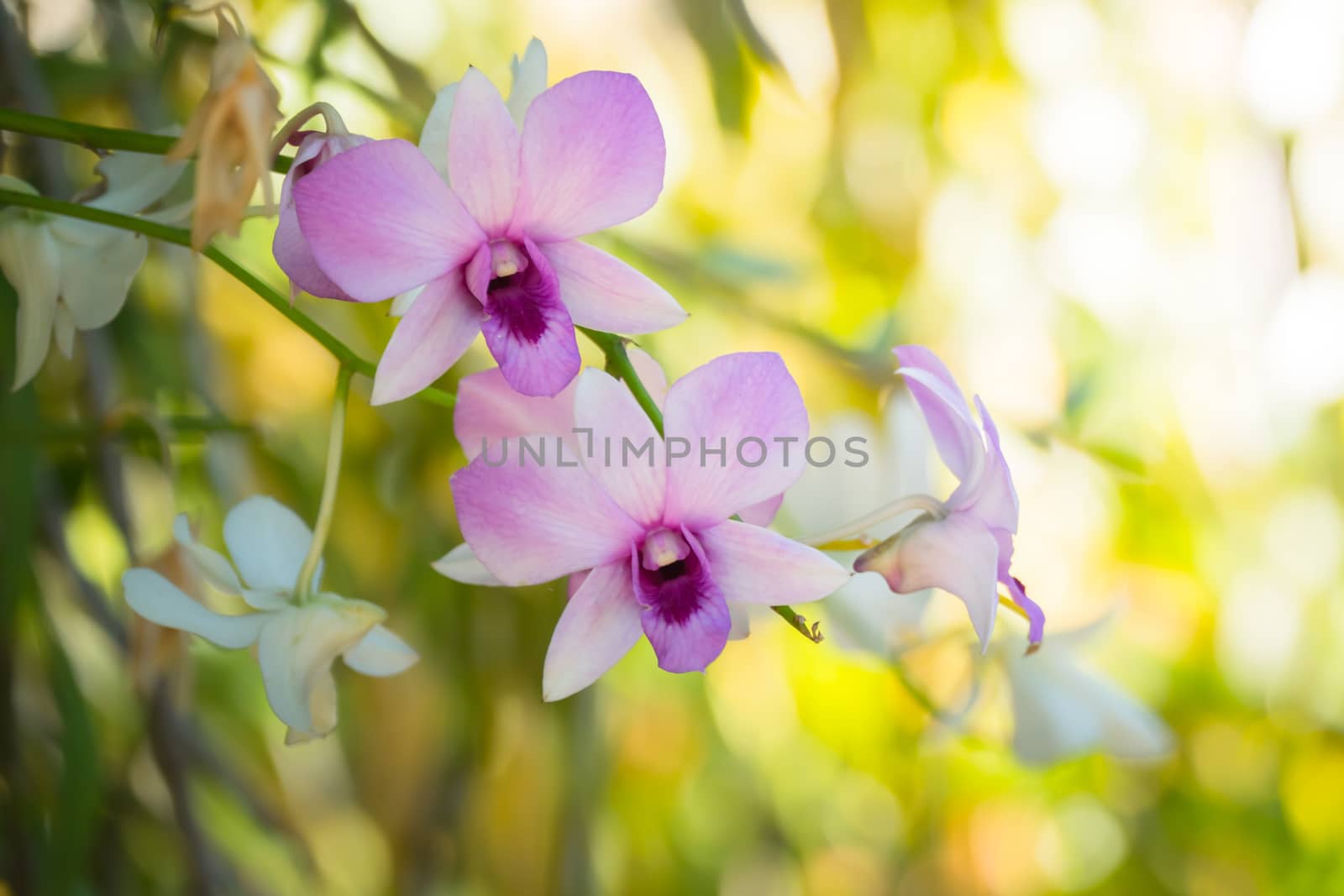 The background image of the colorful flowers by teerawit