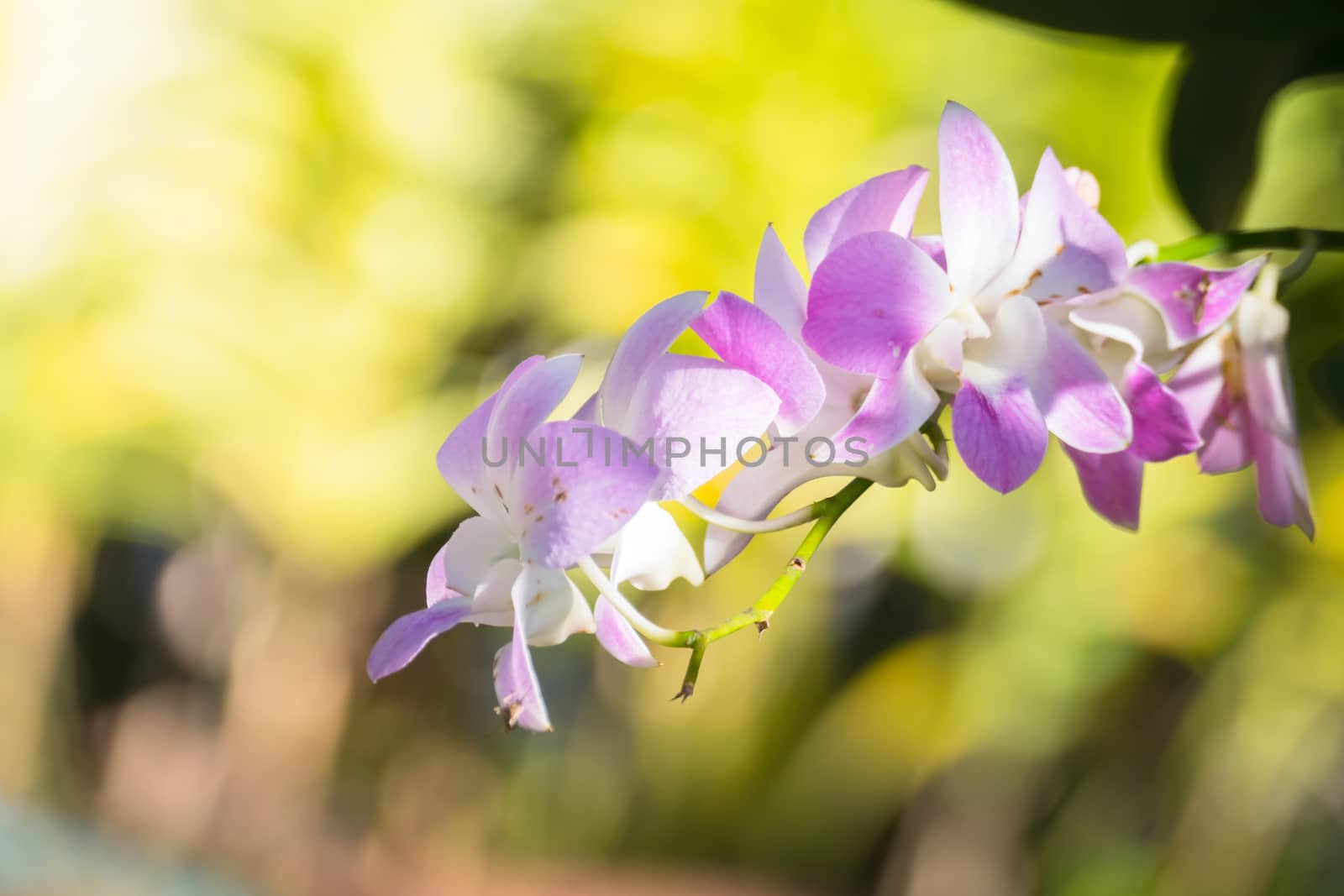 The background image of the colorful flowers by teerawit