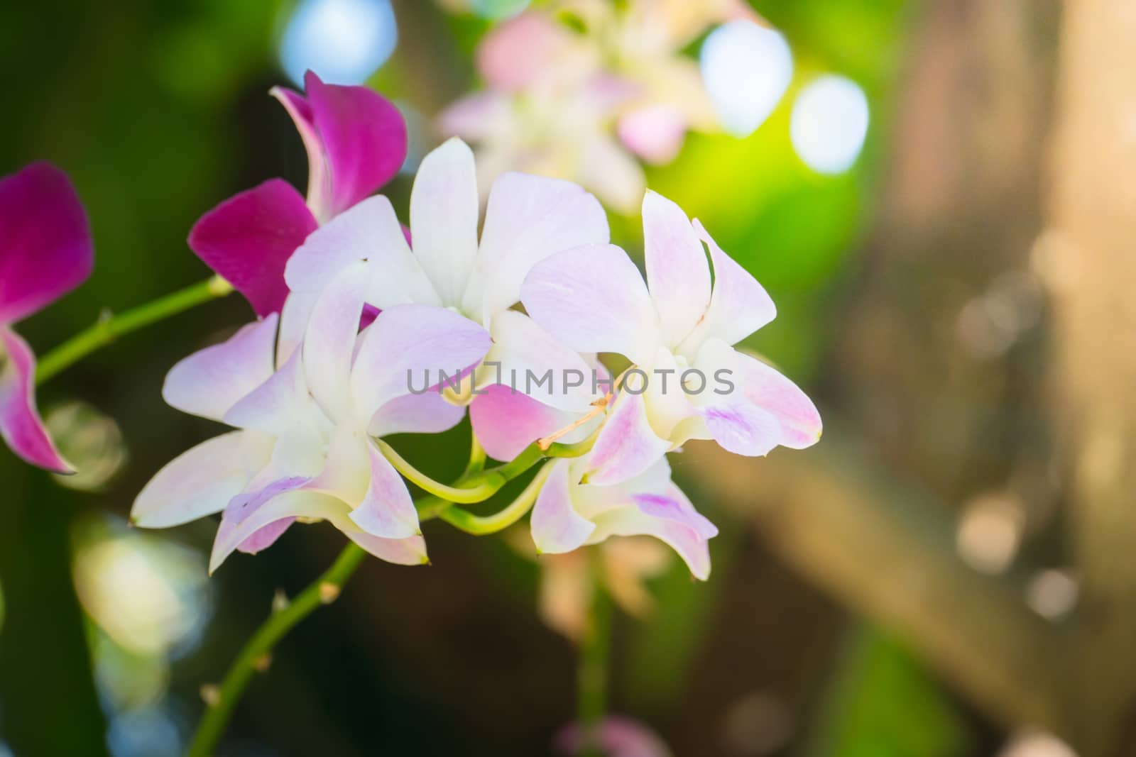 The background image of the colorful flowers by teerawit