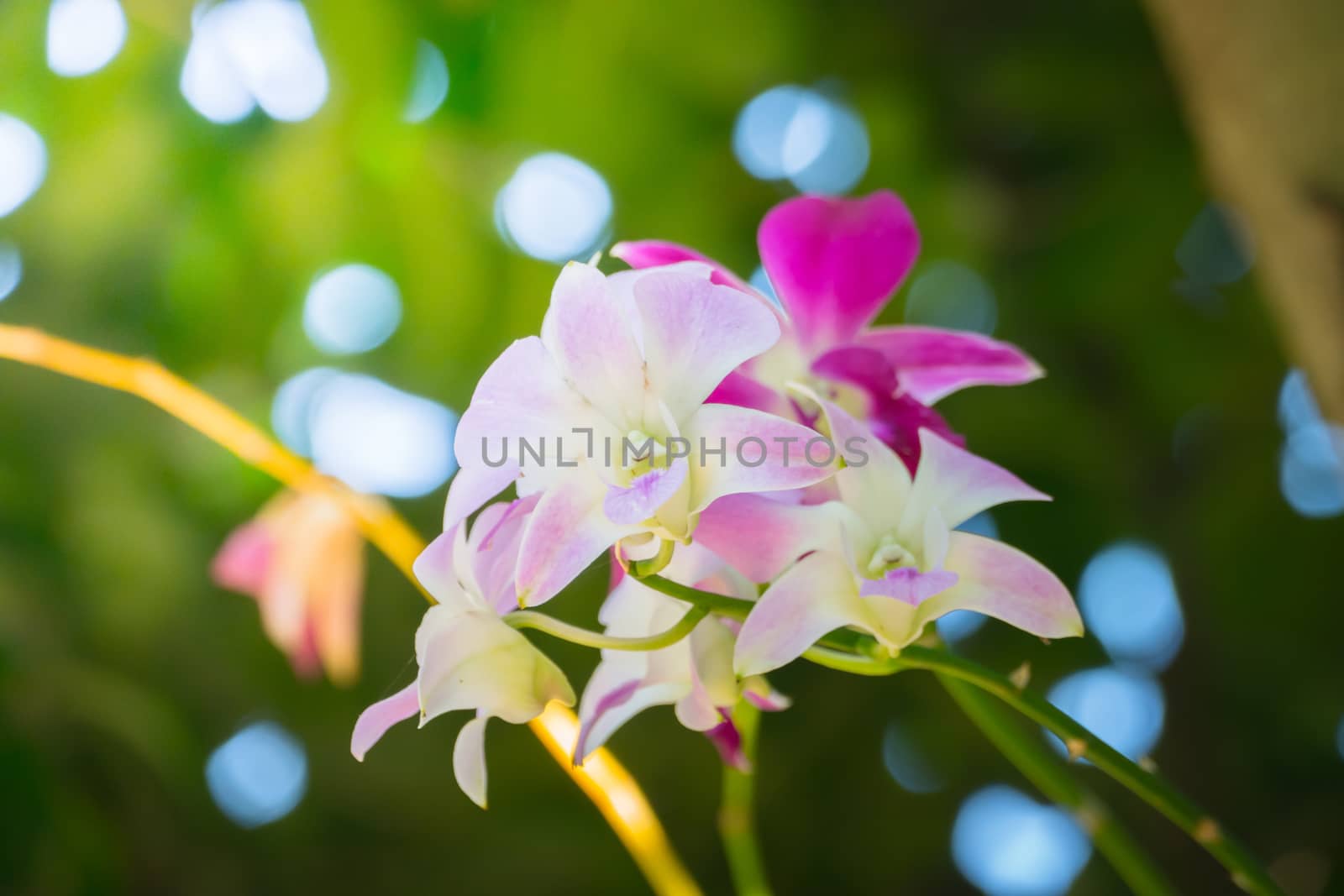 The background image of the colorful flowers by teerawit