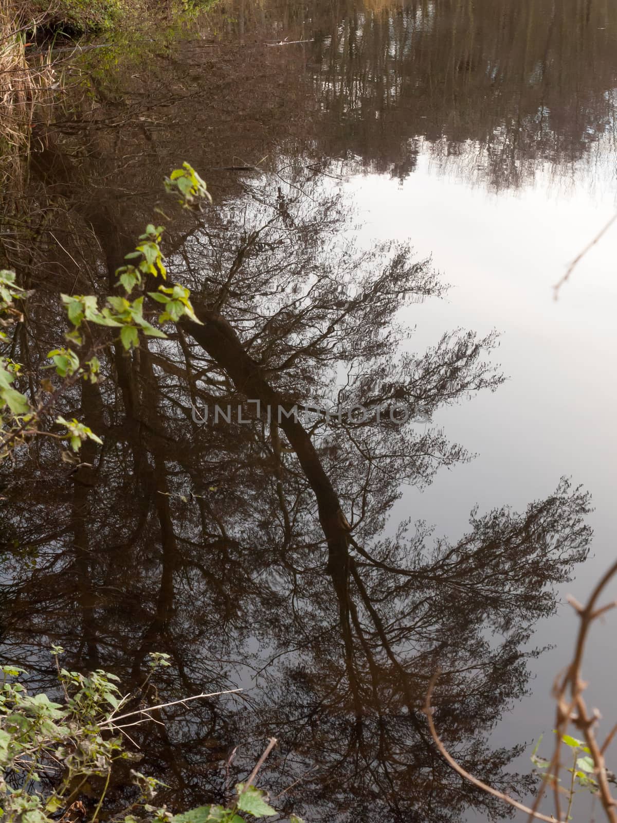 reflection of tree branch in water lake surface background by callumrc