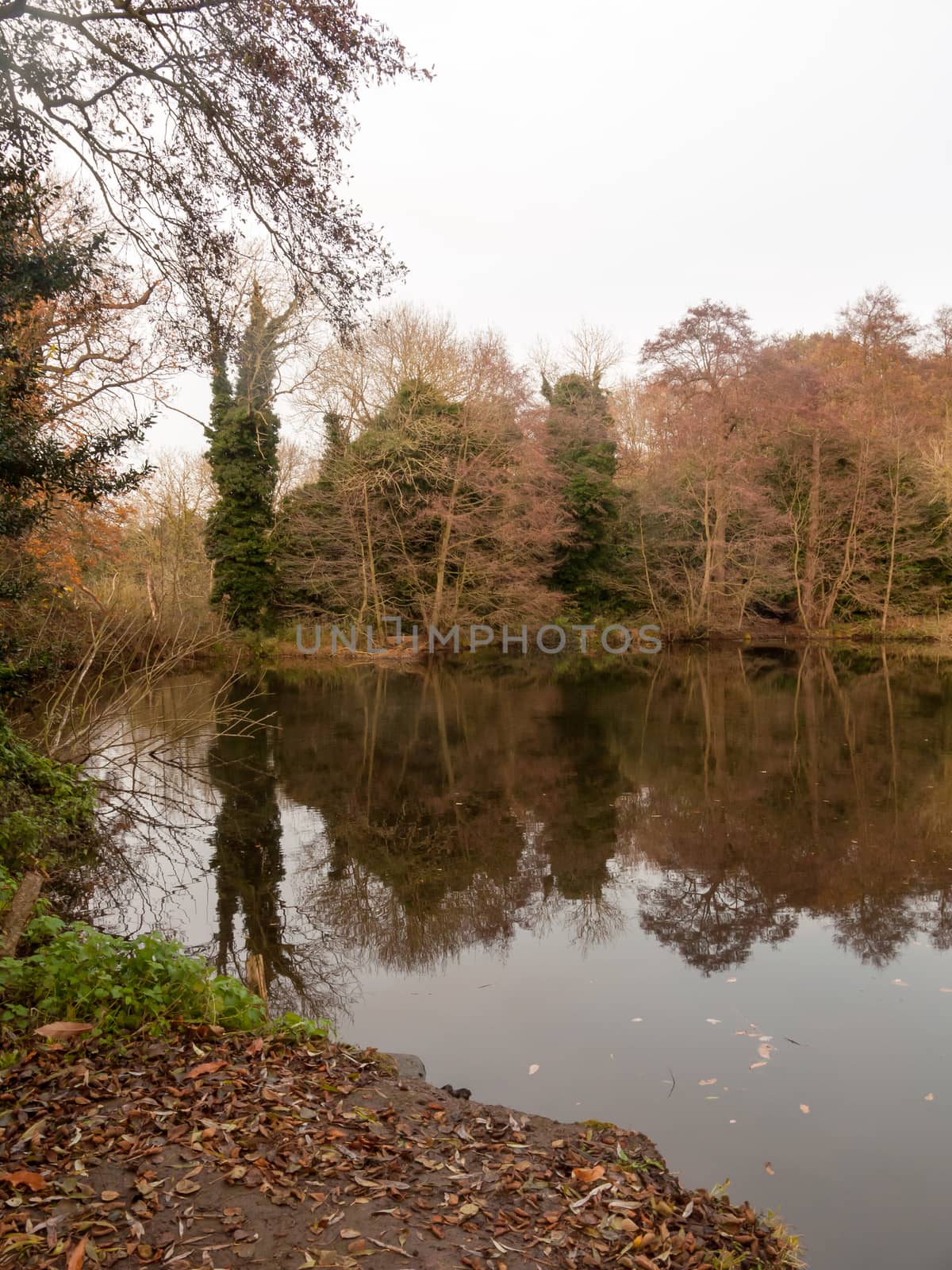 gamekeeper's pond winter autumn trees sunlight lake bare branche by callumrc