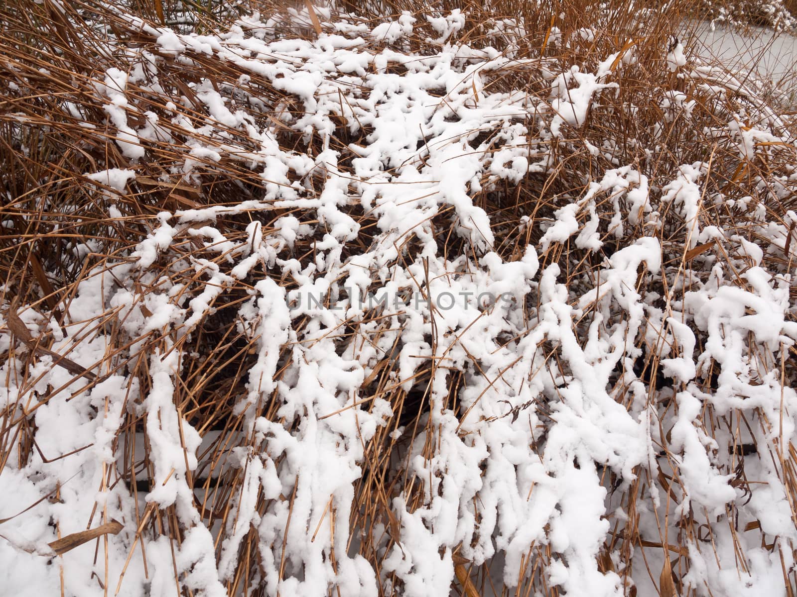 outside lake reeds covered in snow winter december background by callumrc