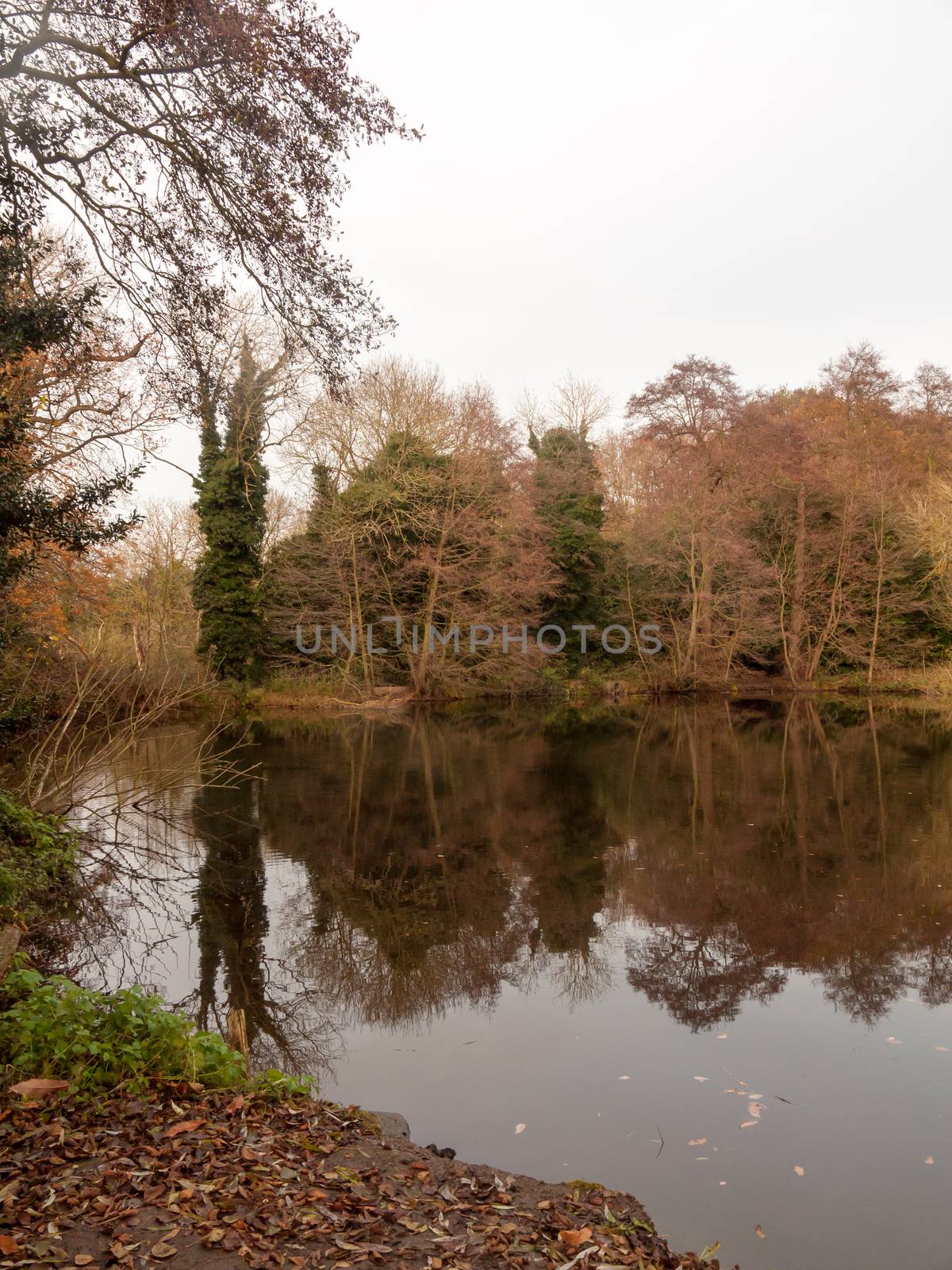 gamekeeper's pond winter autumn trees sunlight lake bare branches landscape; essex; england; uk